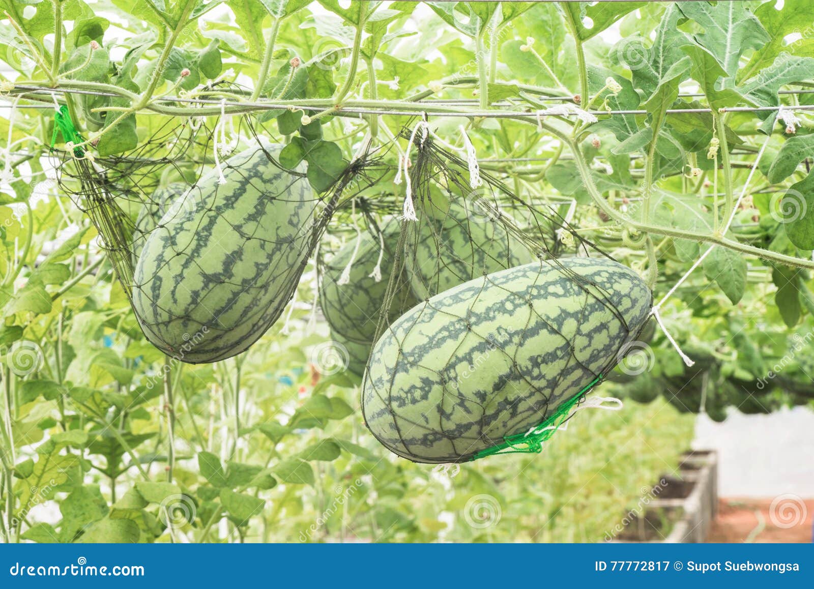 Watermelon Growing in Greenhouse Stock Image Image of green, plant