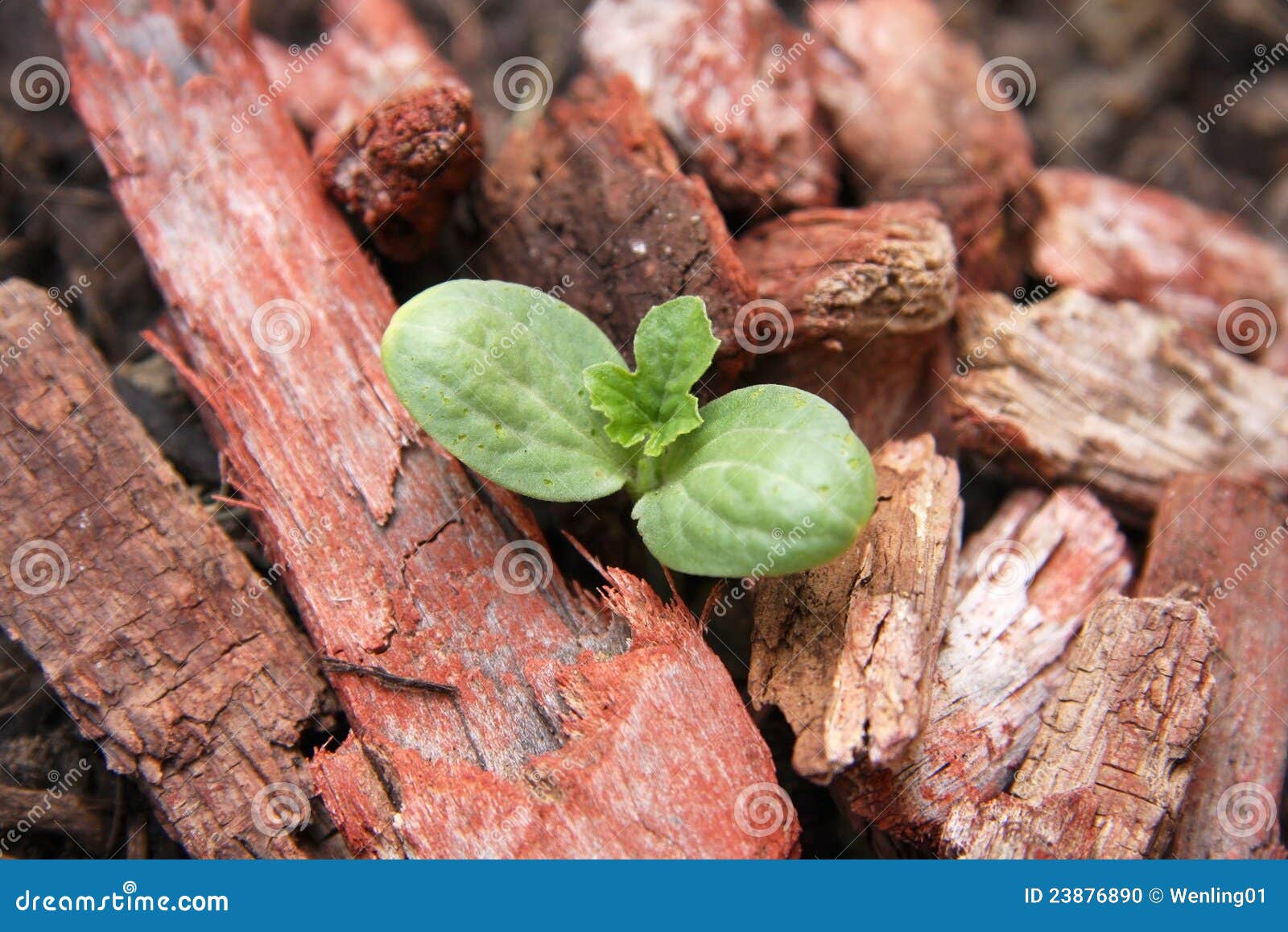 growing watermelon home garden