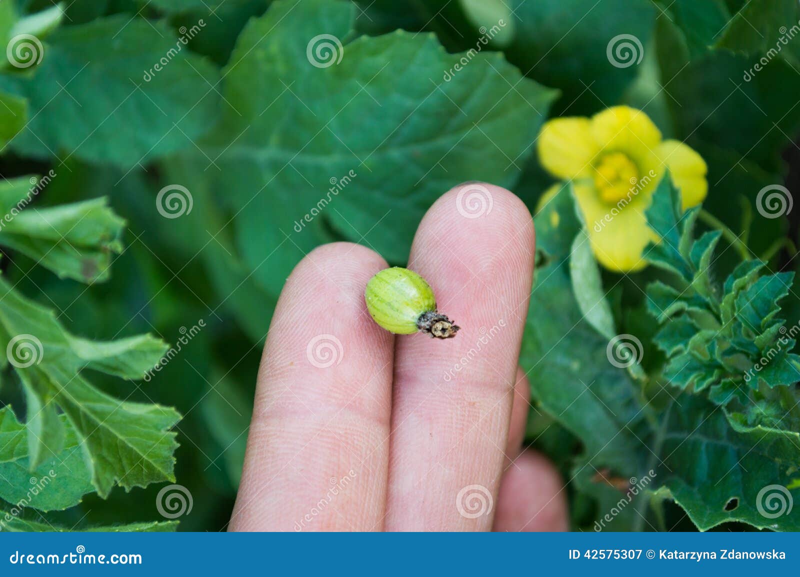 Watermelon Growing on the Vine Stock Image Image of green, flower