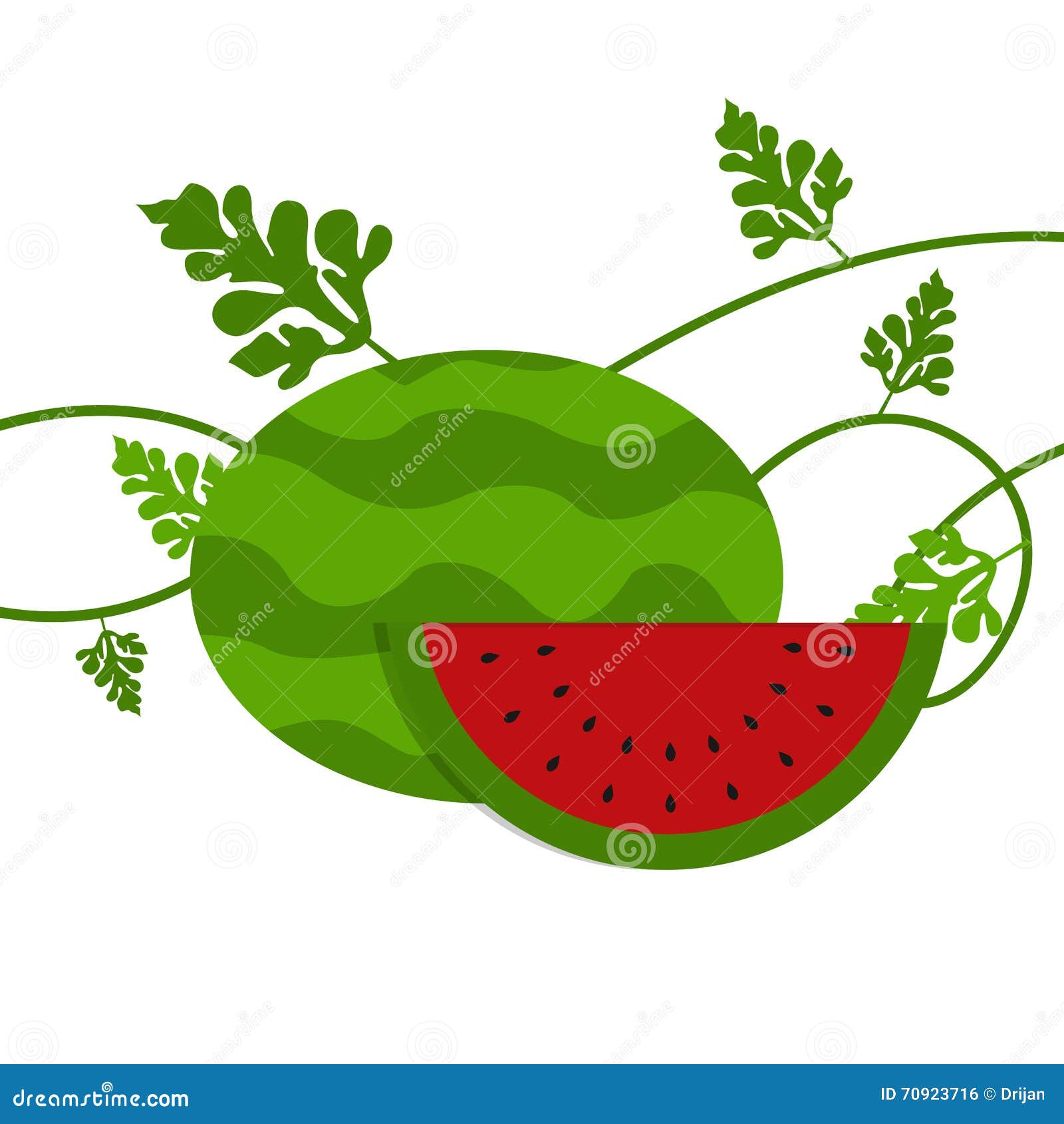 Watermelon with leaves stock vector. Illustration of melon 70923716