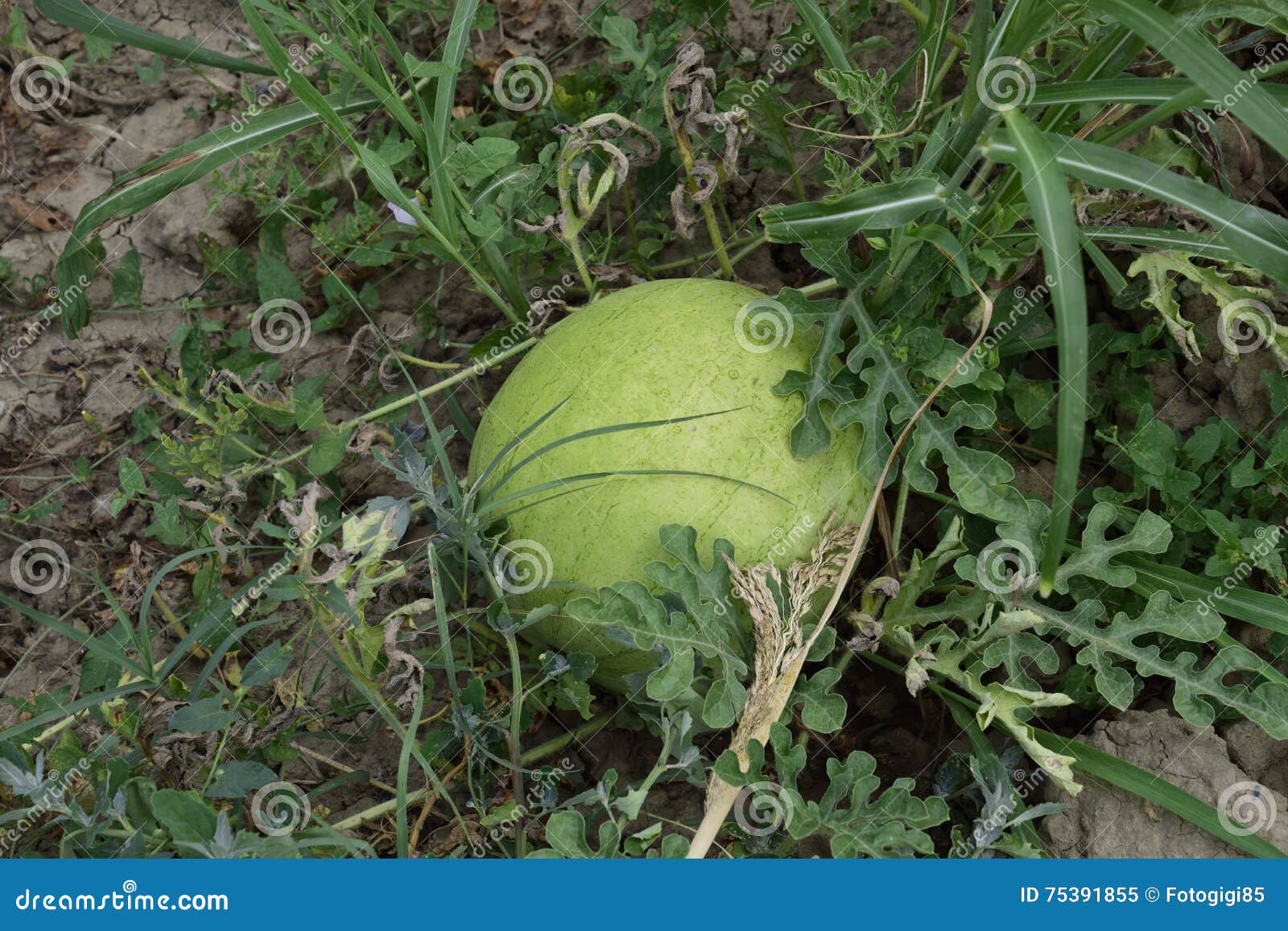 Watermelon with Light and Thick Skin for Good Transportability Stock Image Image of