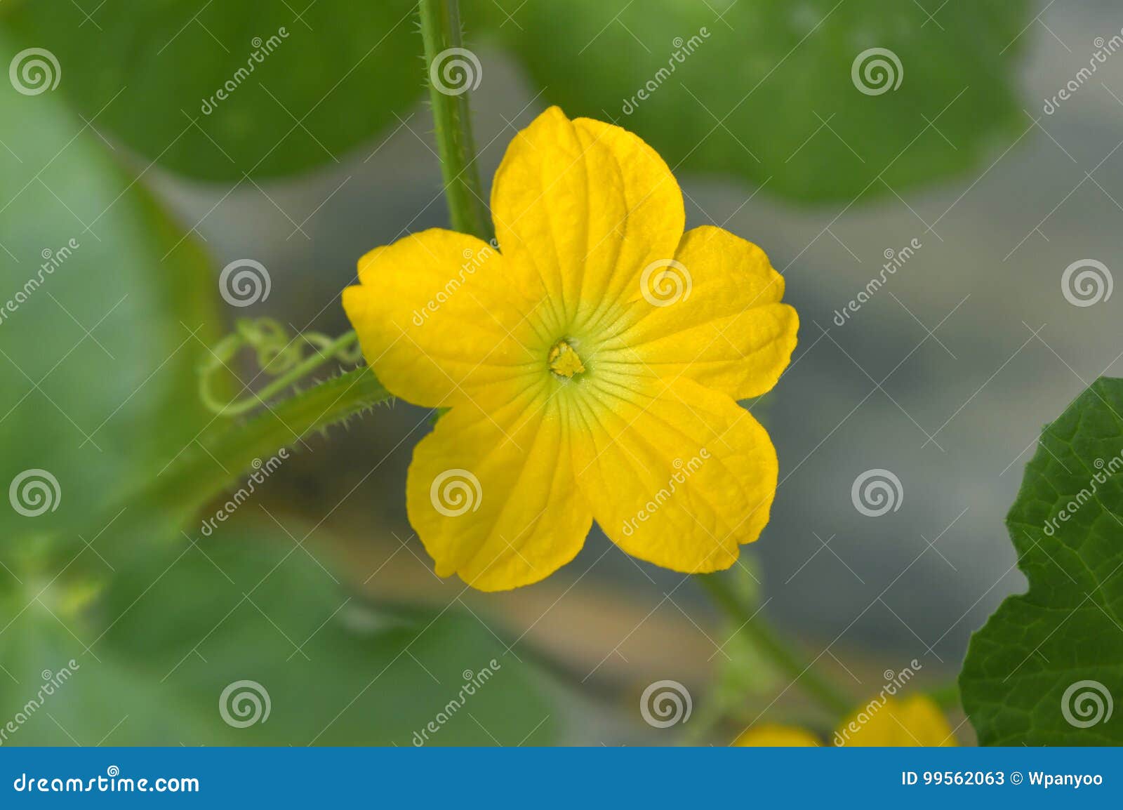 Watermelon male flower stock image. Image of flower, stamen 99562063