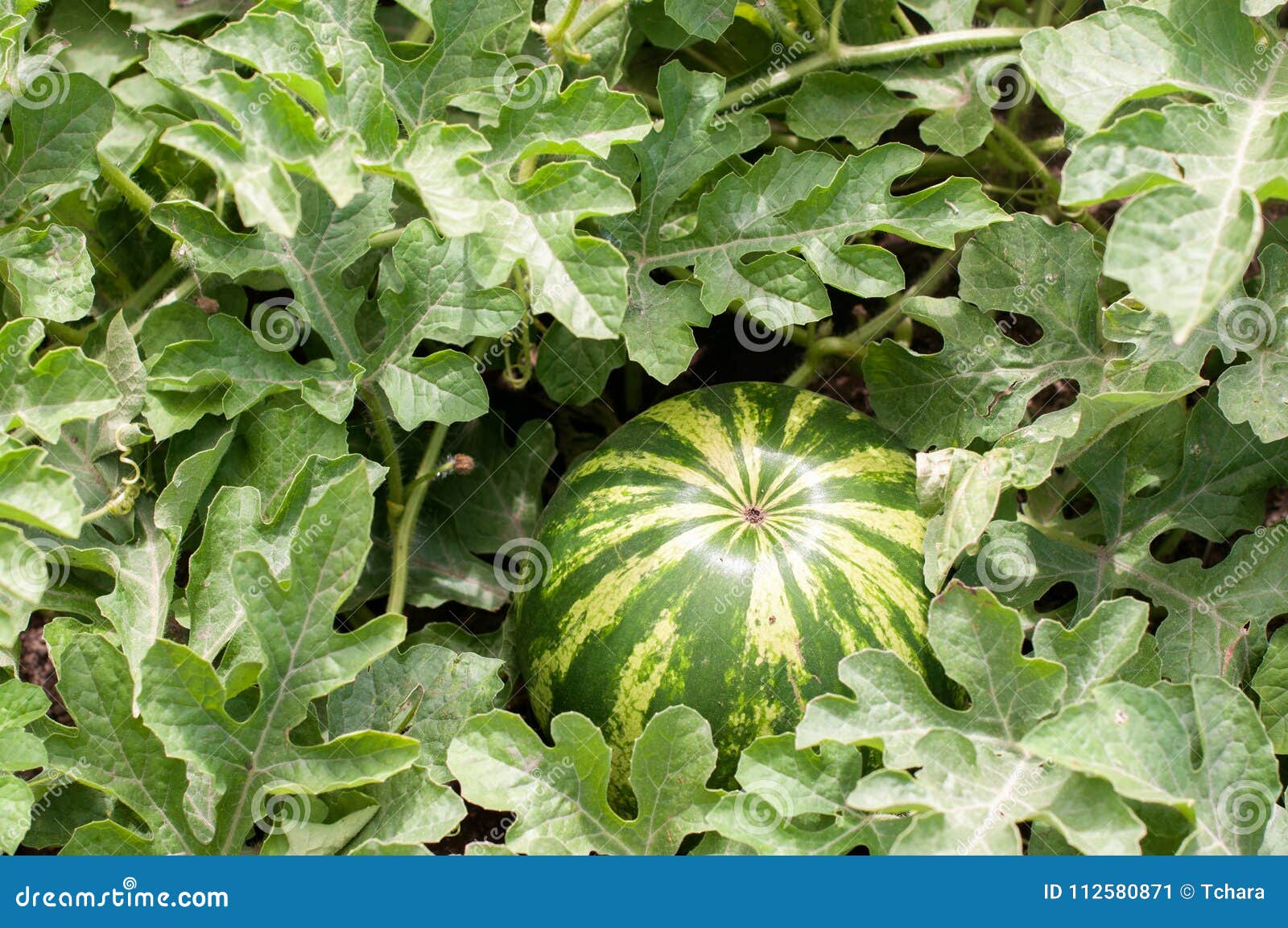 16,685 Watermelon Plant Stock Photos - Free & Royalty-Free Stock Photos  from Dreamstime