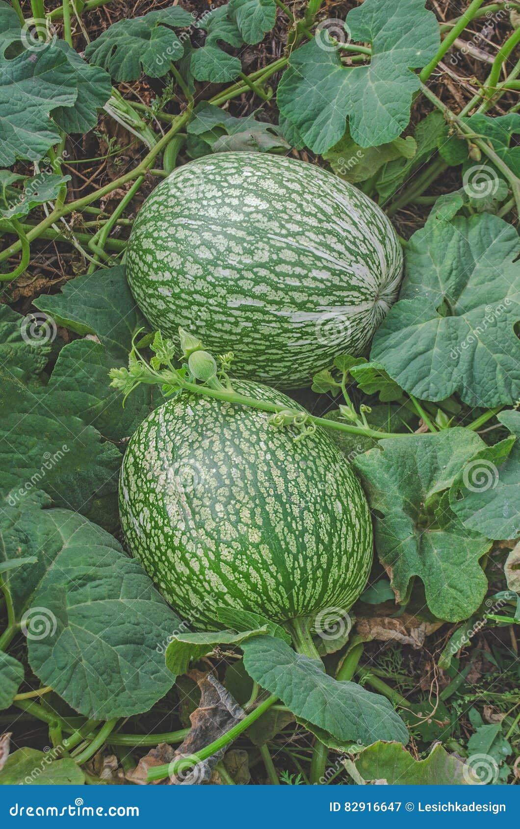 Watermelon and a Pumpkin Cross Stock Image Image of october
