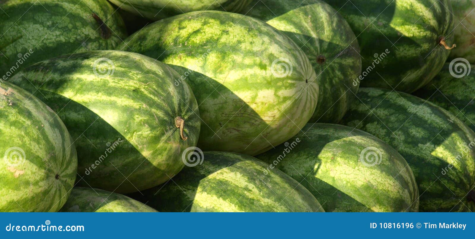 Watermelon for sale stock photo. Image of food, close 10816196