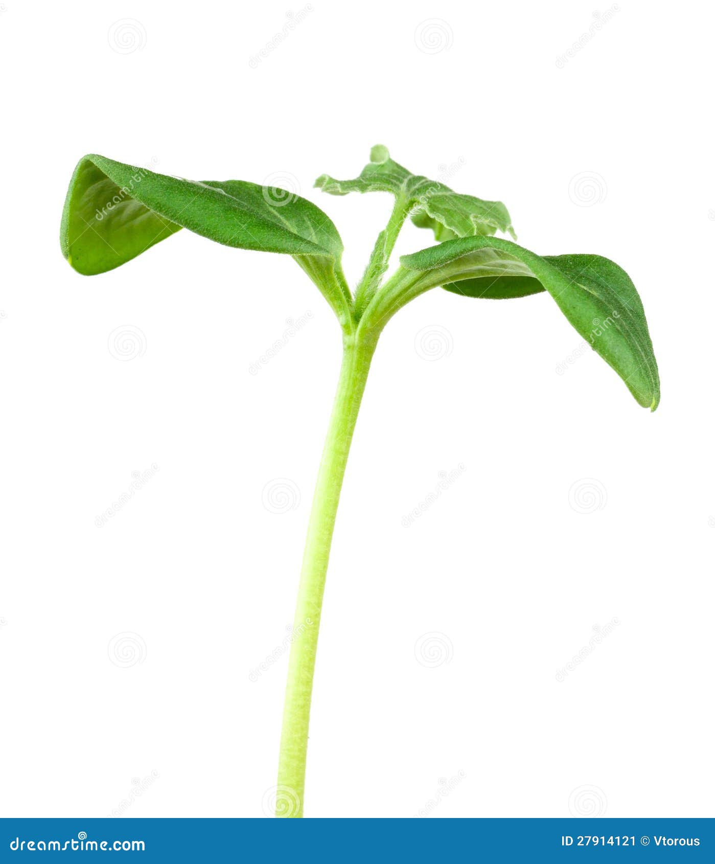 Watermelon seeding stock image. Image of objects, garden 27914121