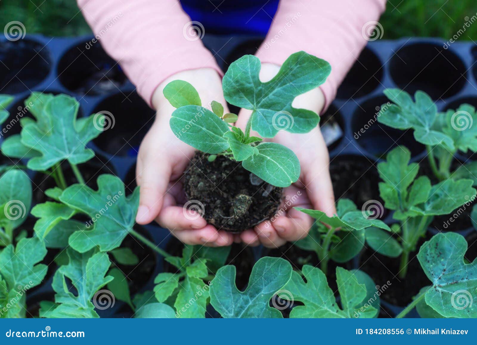 leggy watermelon seedlings leggy watermelon seedlings
