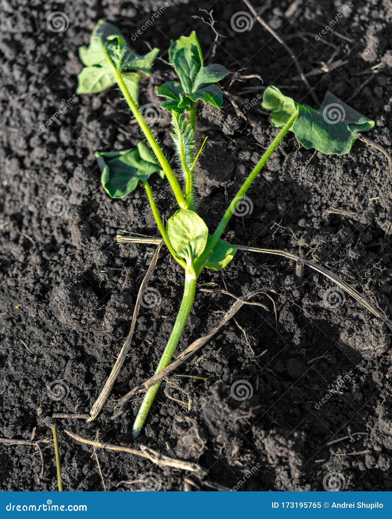Watermelon Seedlings in the Ground in Spring Stock Image Image of