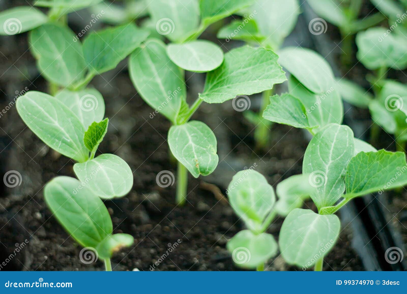 watermelon seedlings watermelon seedlings