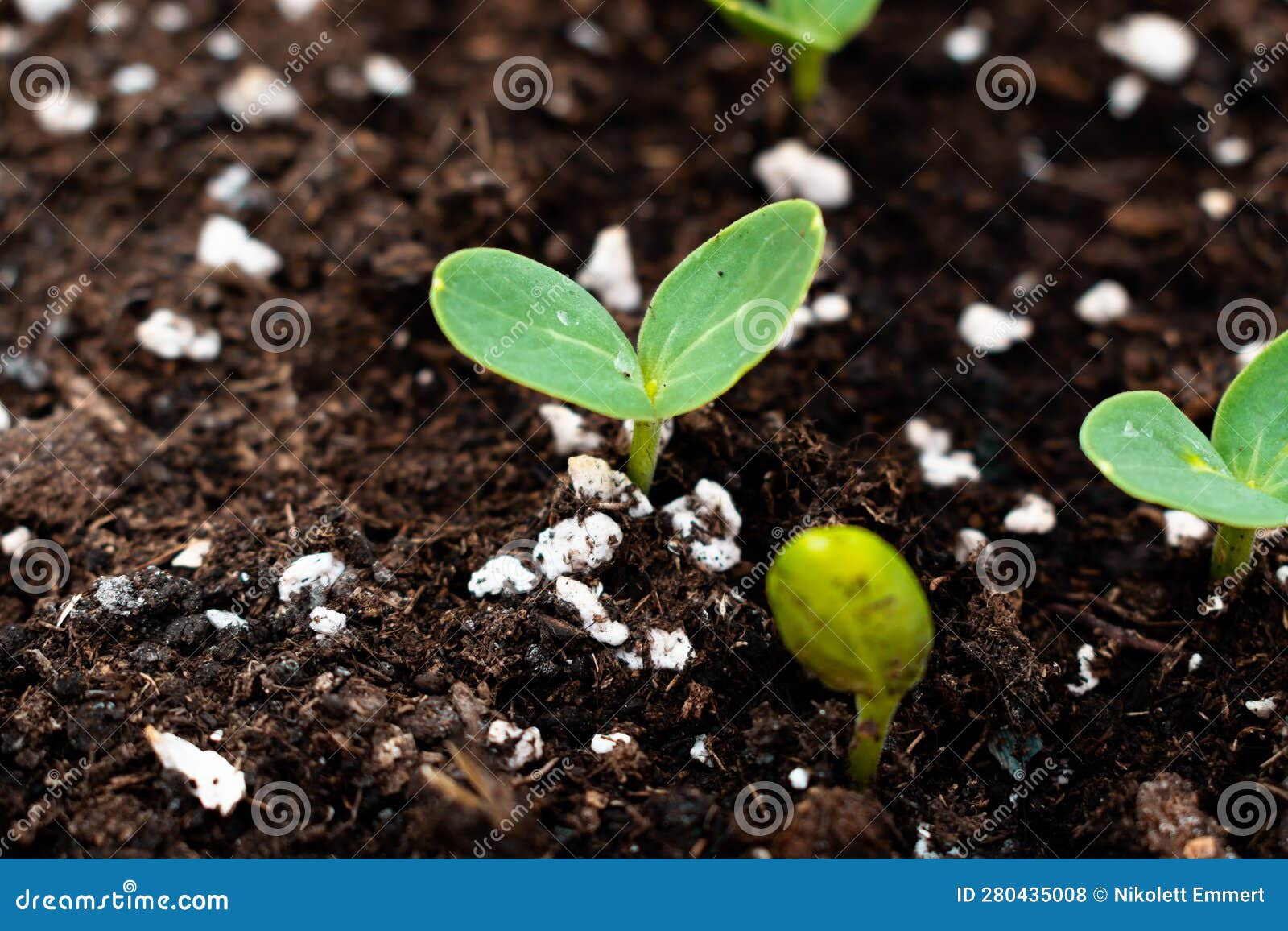 Watermelon Seedlings in a Pot Stock Photo Image of agriculture