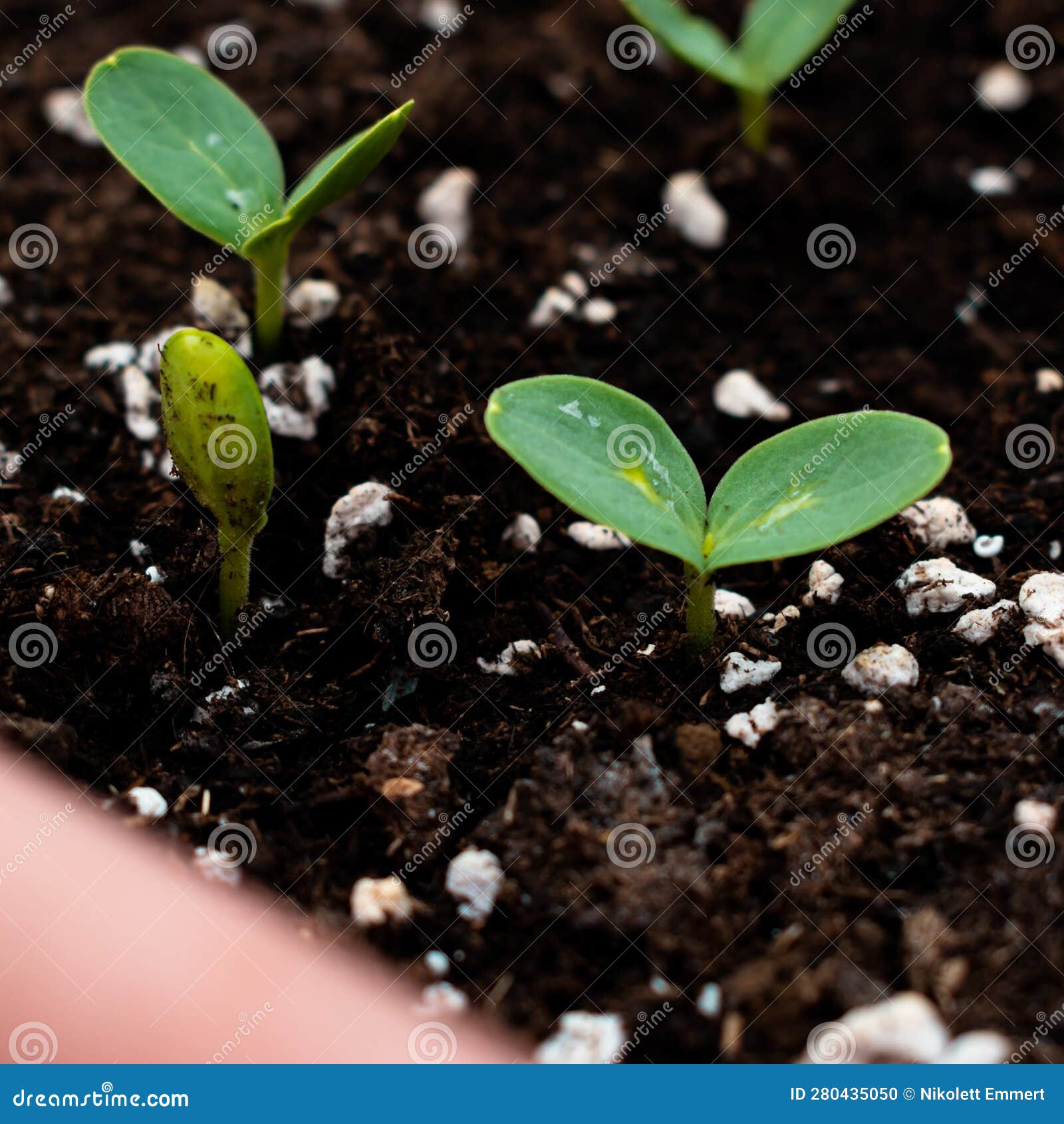 Watermelon Seedlings in a Pot Stock Photo Image of food, green 280435050