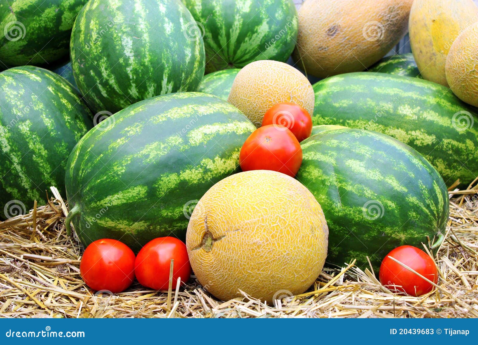 Watermelon,tomatoes and Cantaloupe Stock Image Image of agriculture