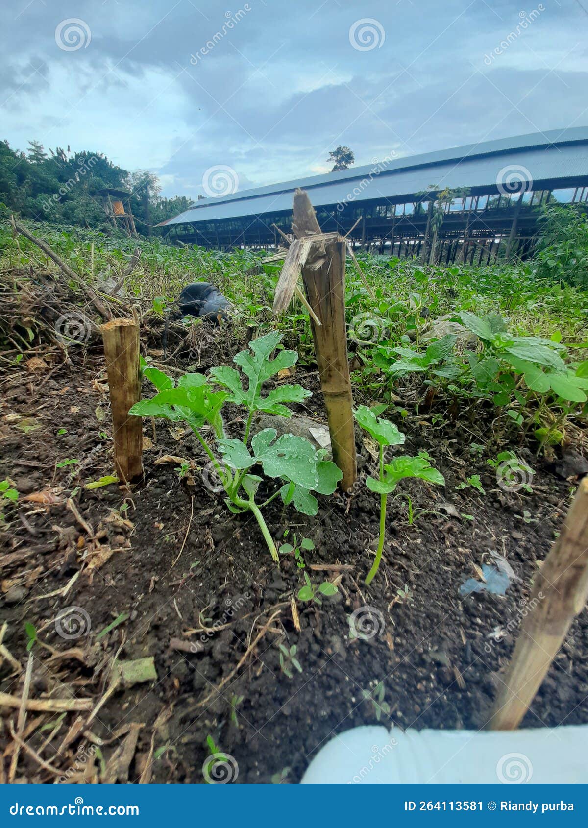 Watermelon Tree Growth Cycle Stock Image Image of fruite, cycle 264113581
