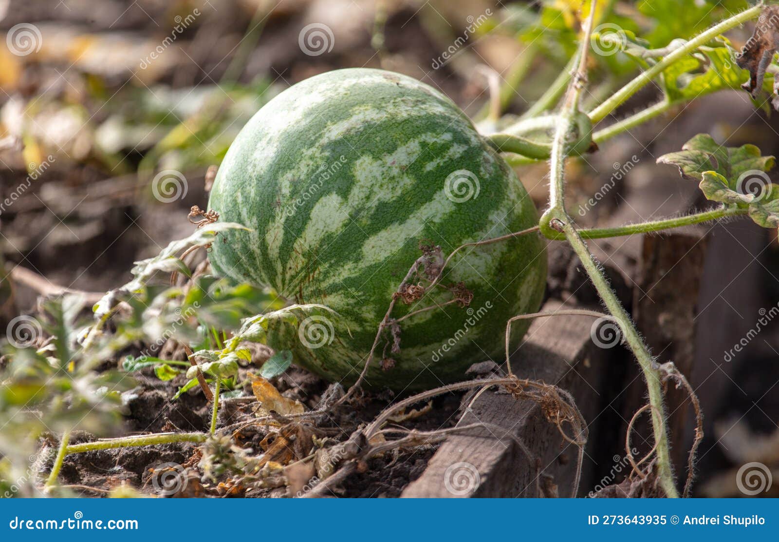 Watermelon in the Vegetable Garden Stock Image Image of watermelon