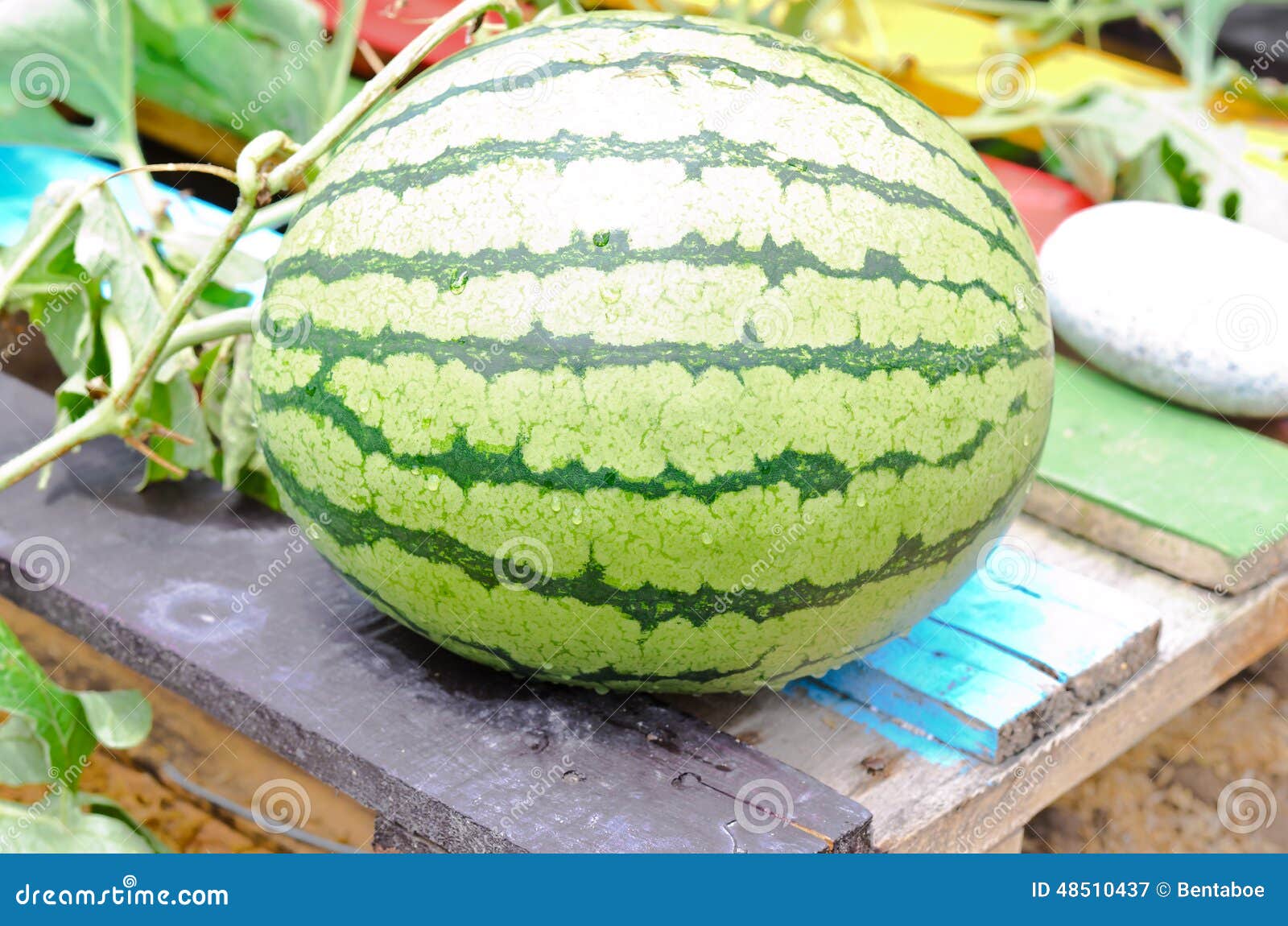 Watermelon in Vegetable Garden Stock Image Image of garden, growth