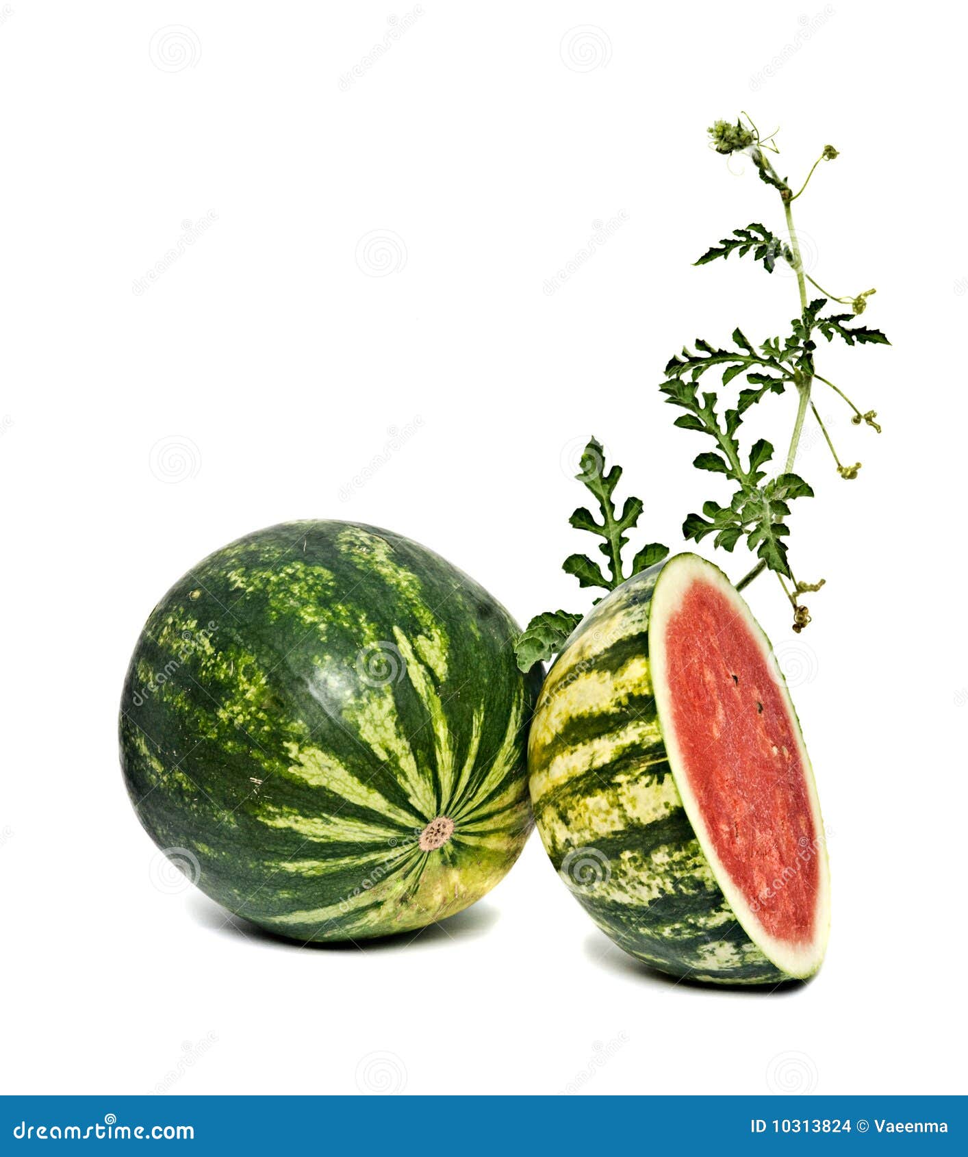 Watermelon with vine stock photo. Image of cross, green 10313824