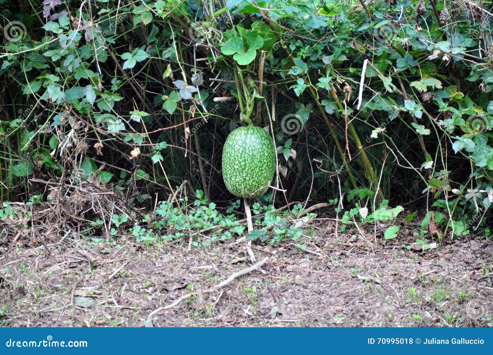 Watermelon on vine stock photo. Image of growing, maturing 70995018