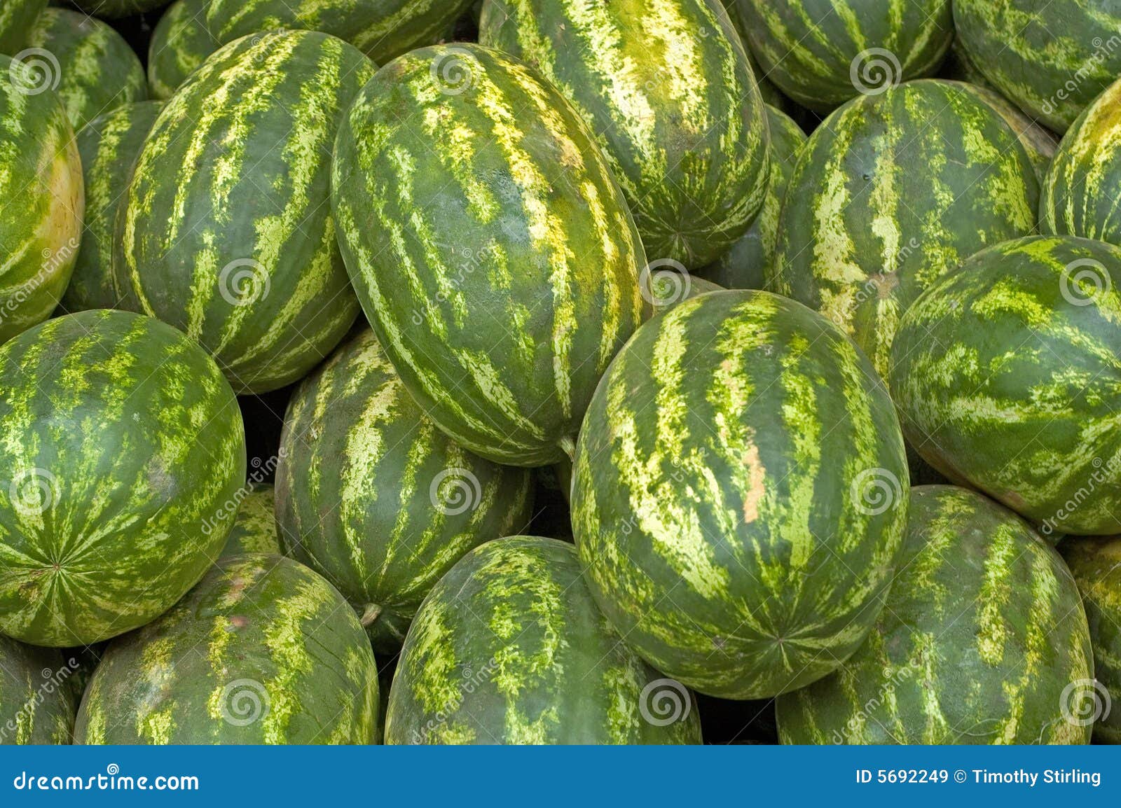 Watermelons stock image. Image of plant, market, watermelon 5692249