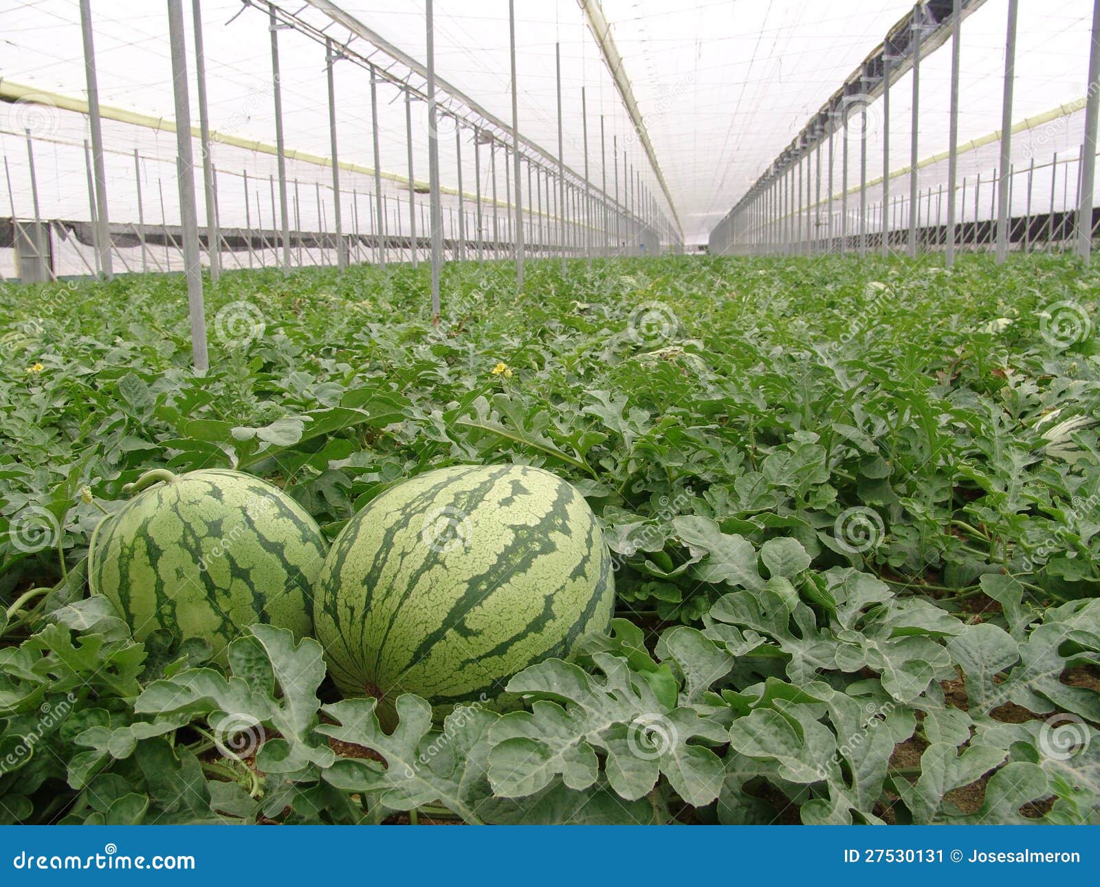 watermelons on almeria greenhouse.