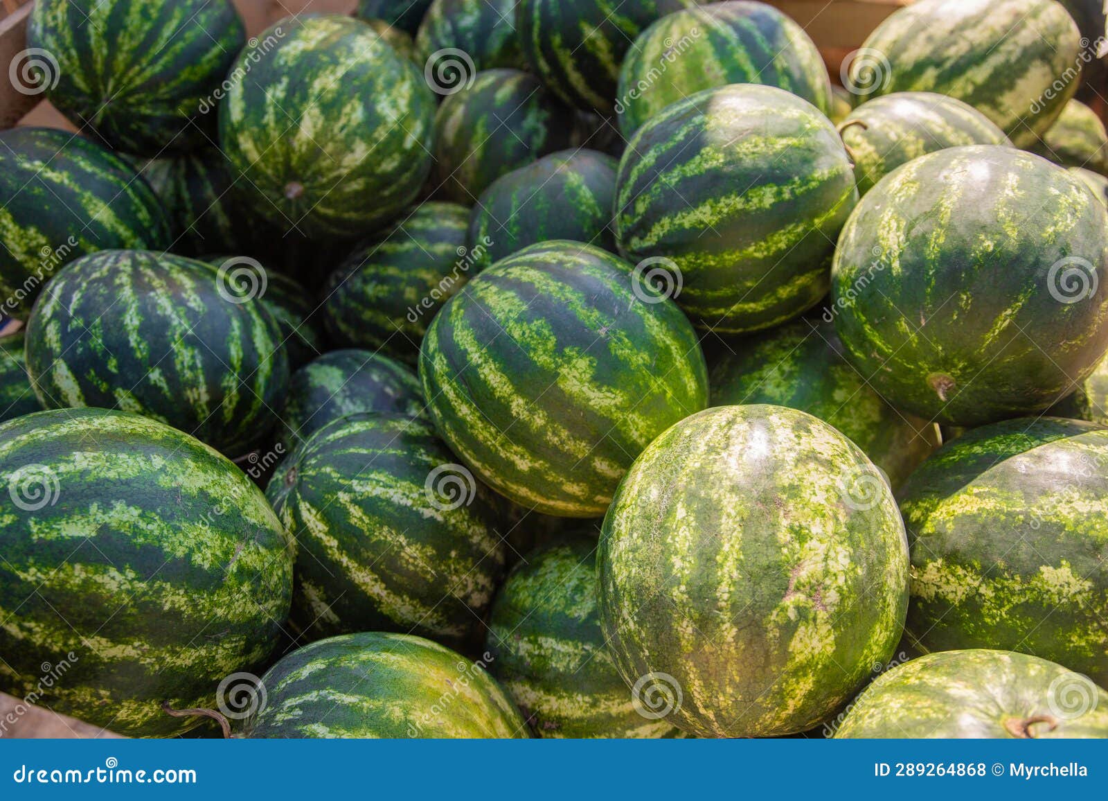 Watermelons during Harvest. a Lot of Watermelons on a Pile. Stock Photo ...