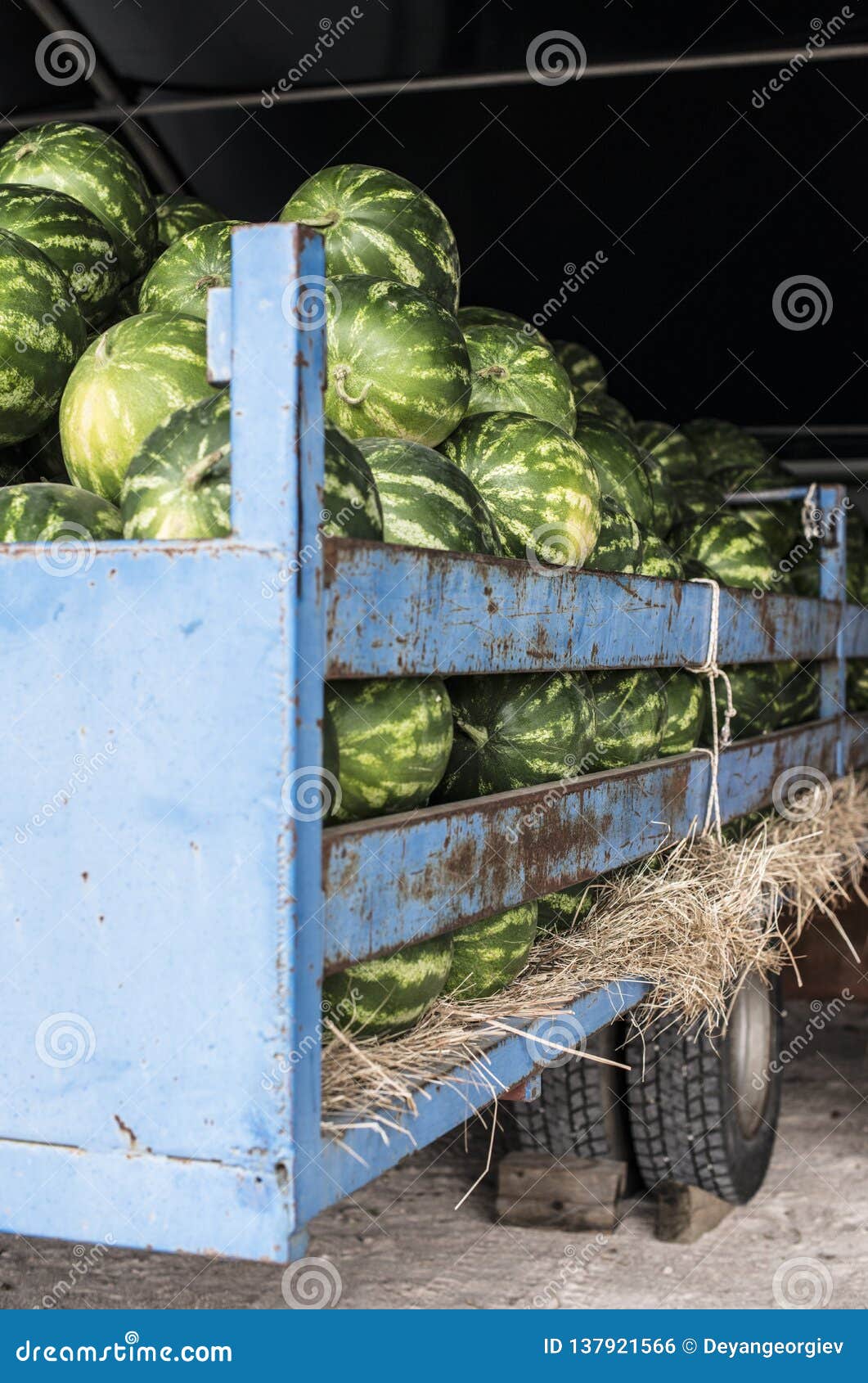 Watermelons in the trailer stock photo. Image of closeup 137921566