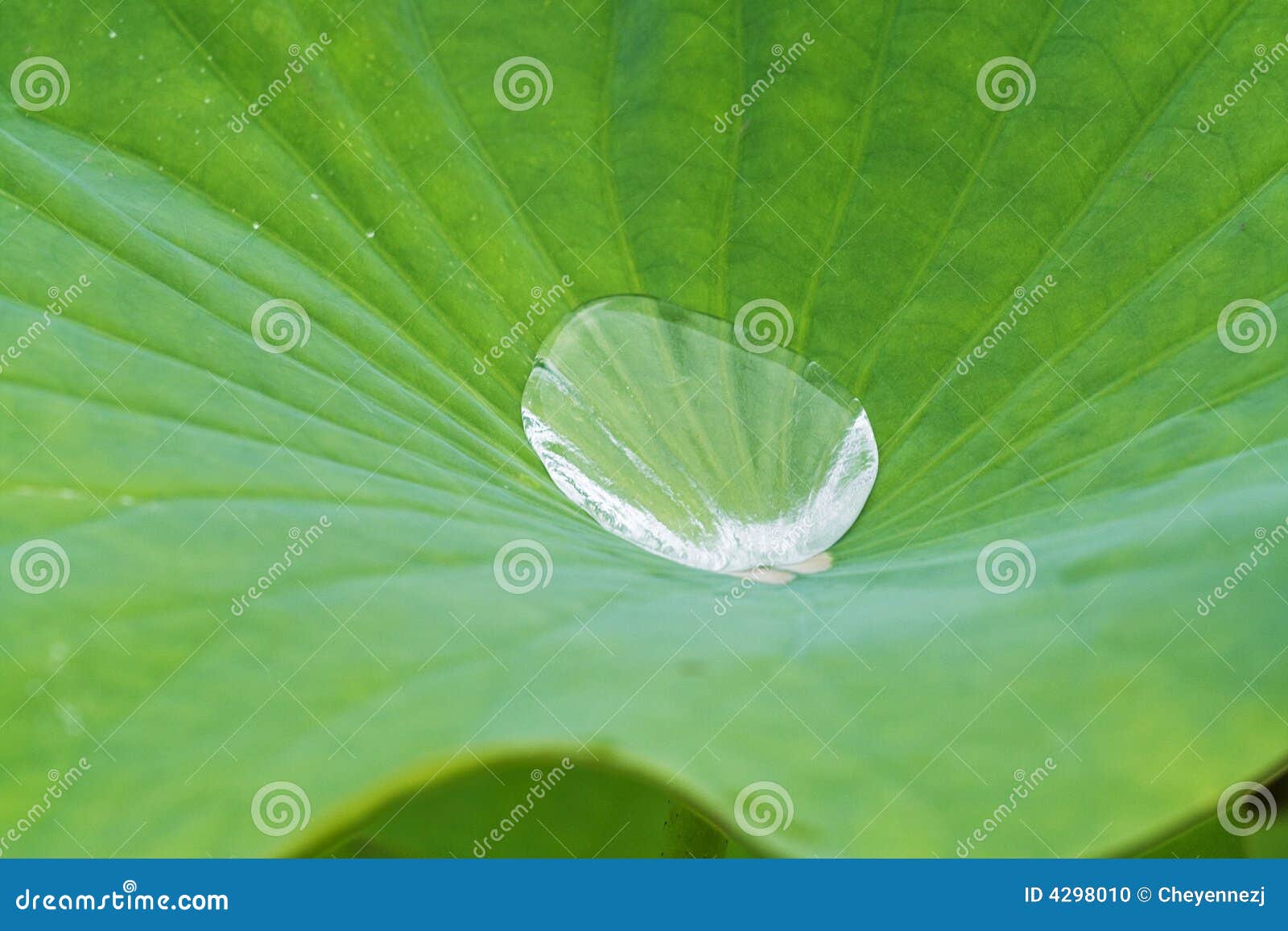 Waterproof leaf stock photo. Image of plant, proof, flower 4298010