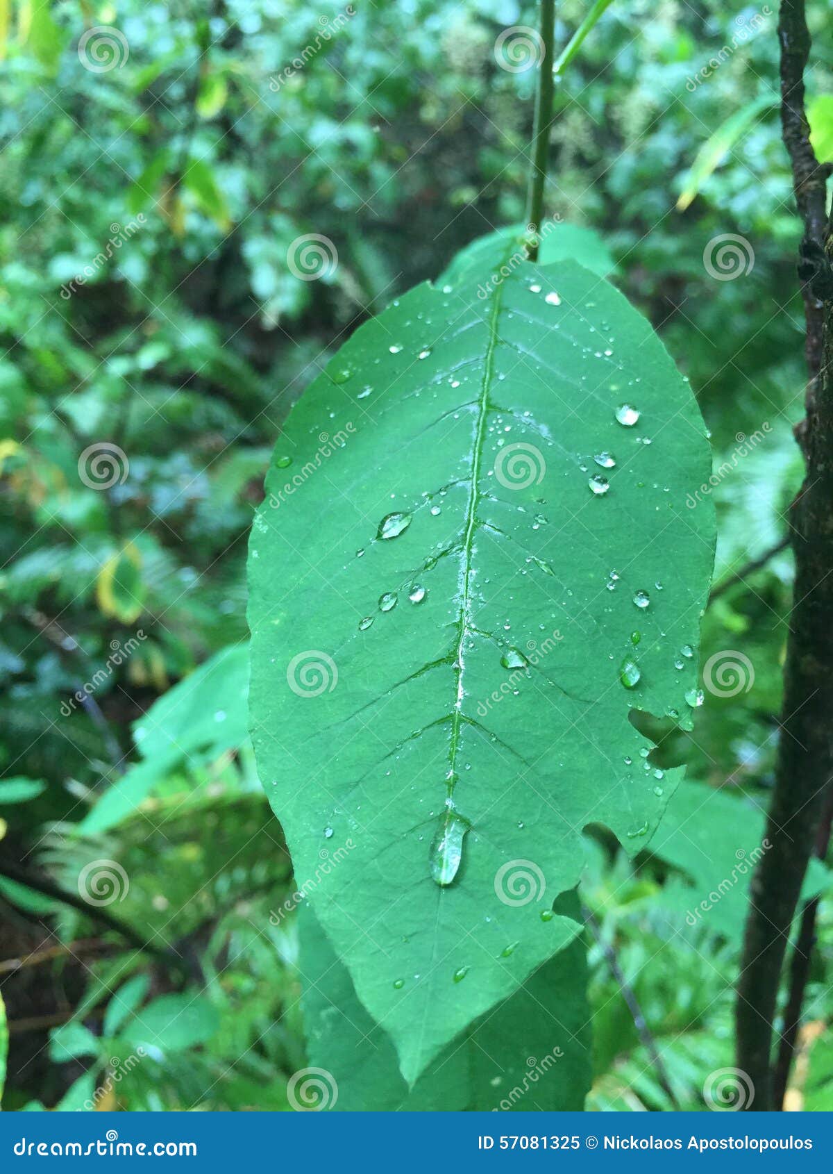Waterproof stock image. Image of forest, leaf, coat, waterproof 57081325