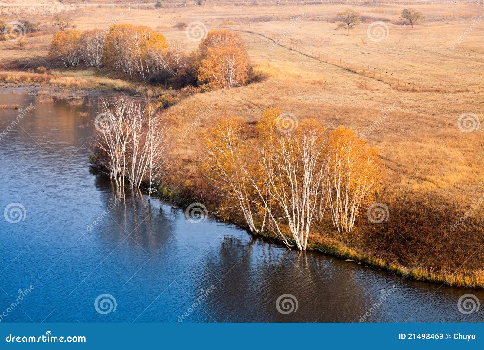 waterside birch trees in autumn