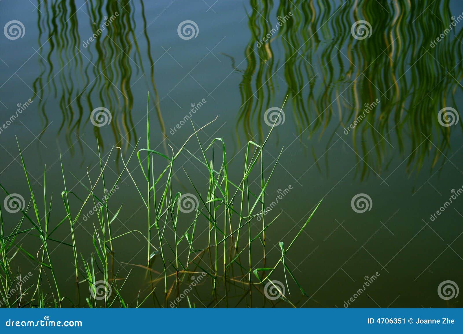 waterside reeds, reflections