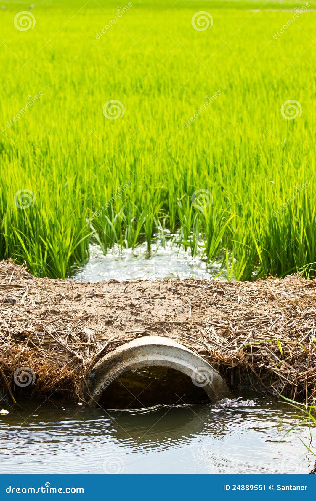 Waterway To The Rice Field Stock Image Image Of Movement 24889551 waterway-to-the-rice-field-stock-image-image-of-movement-24889551