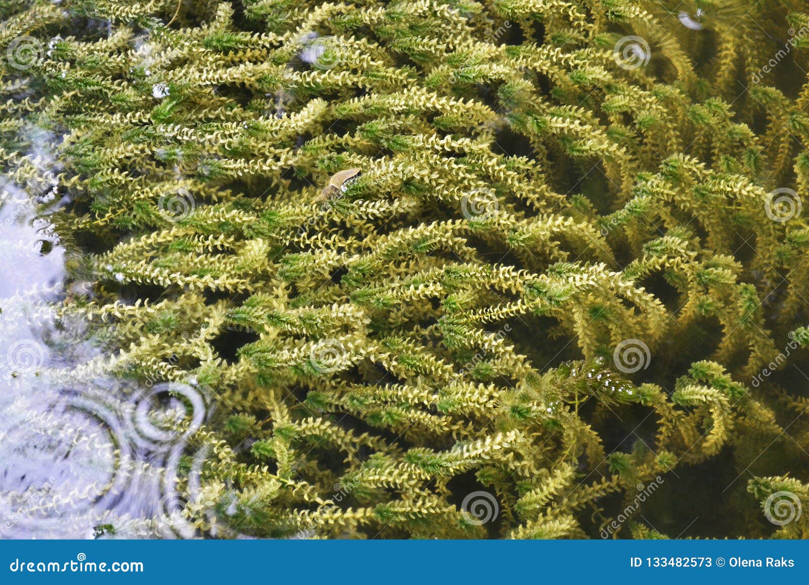 waterweed elodea canadensis background