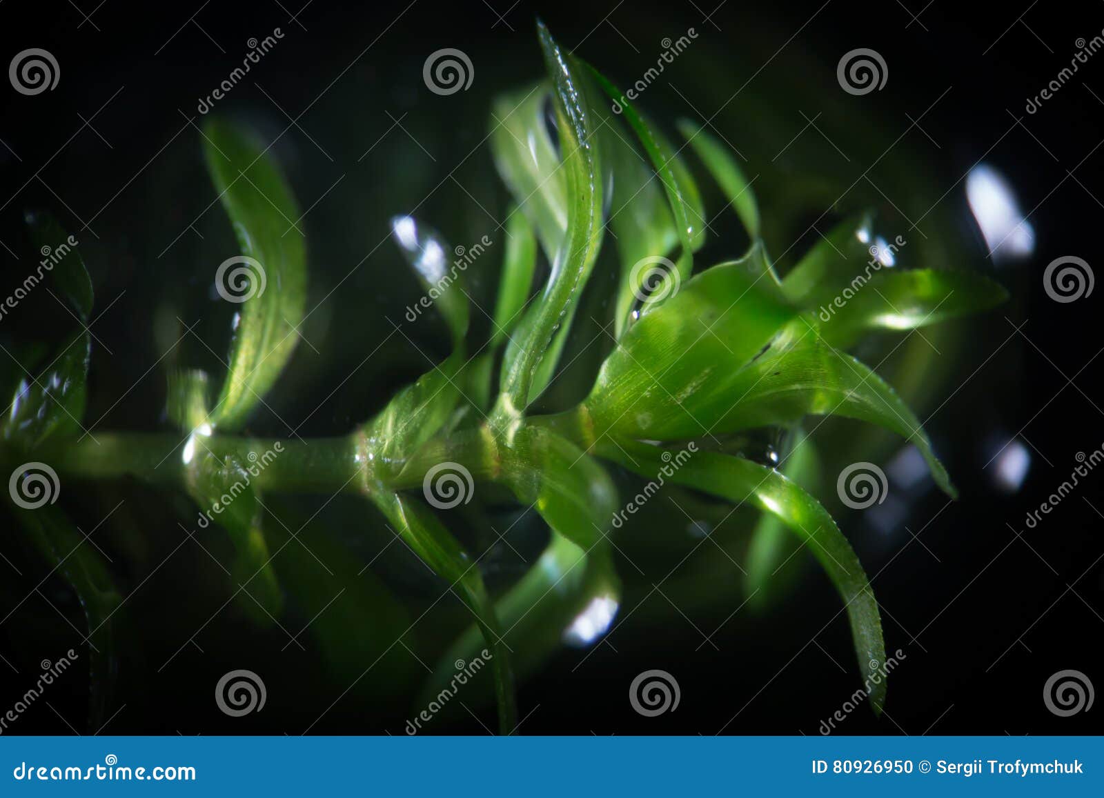 Waterweed Elodea By Microscope On Black Background. Freshwater Plant