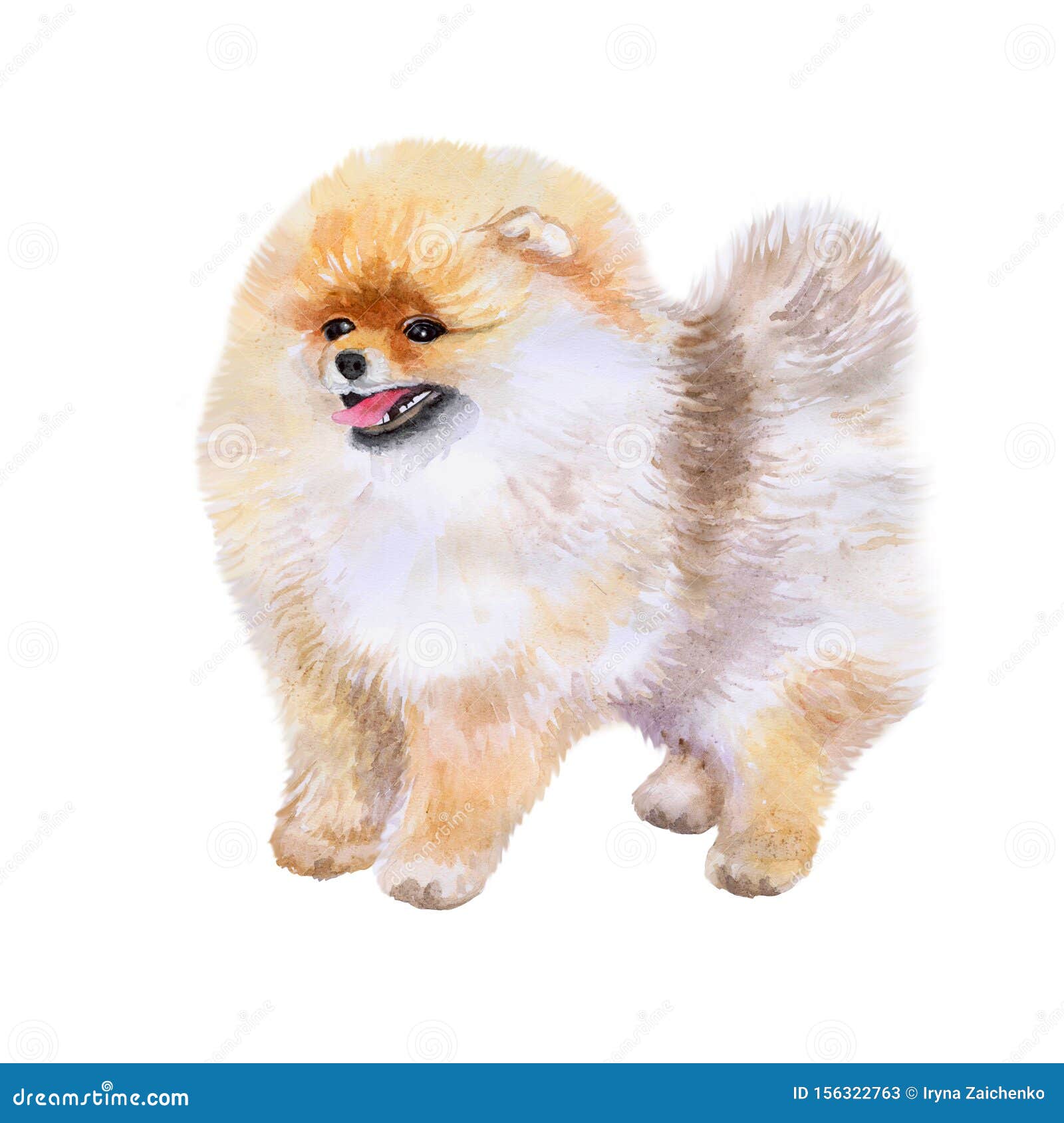 watrcolor portrait of pomeranian spitz dog