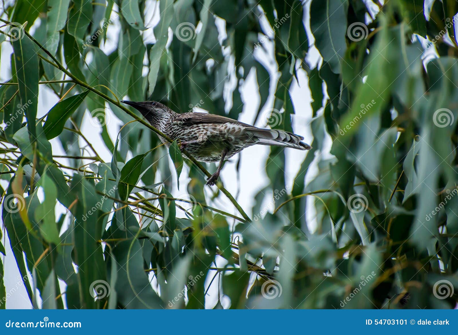 Wattle Bird in a Eucalyptus Tree Stock Image Image of branch, perched