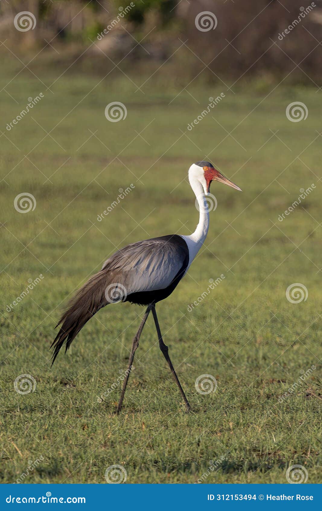 wattled crane, a threatened species, in botswana, africa