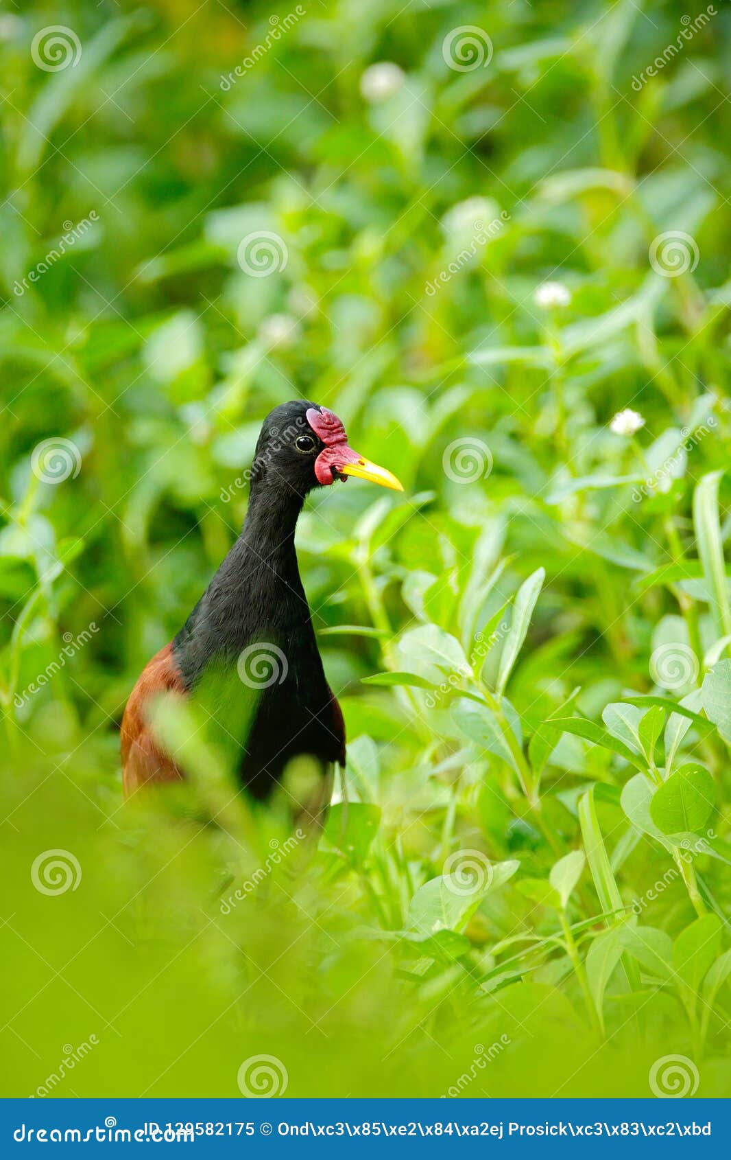 wattled jacana, wader bird from trinidad and tobago. bird with long leg in the water grass. jacana in habitat, green vegetation.