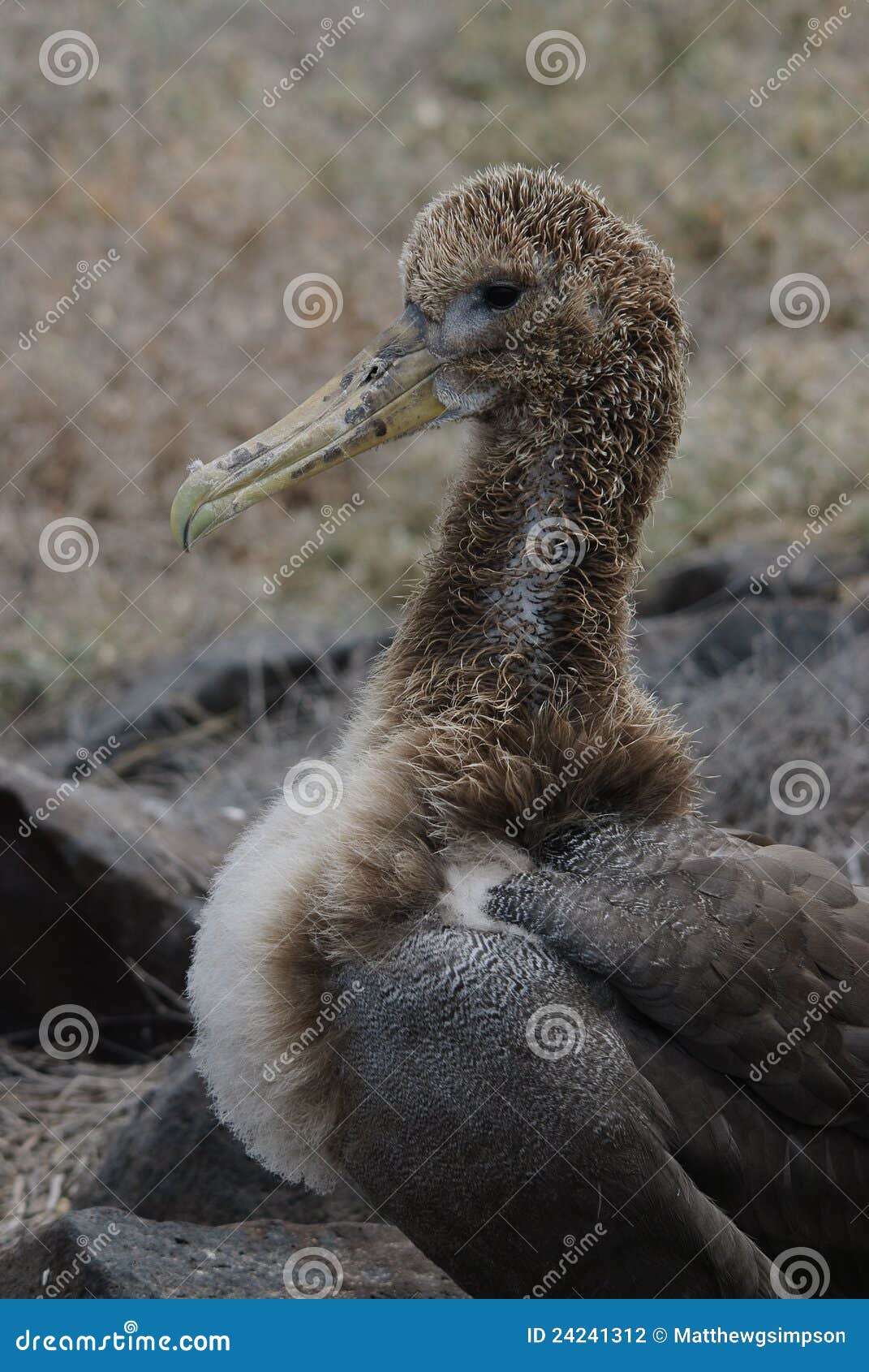 waved albatros chick galapagos