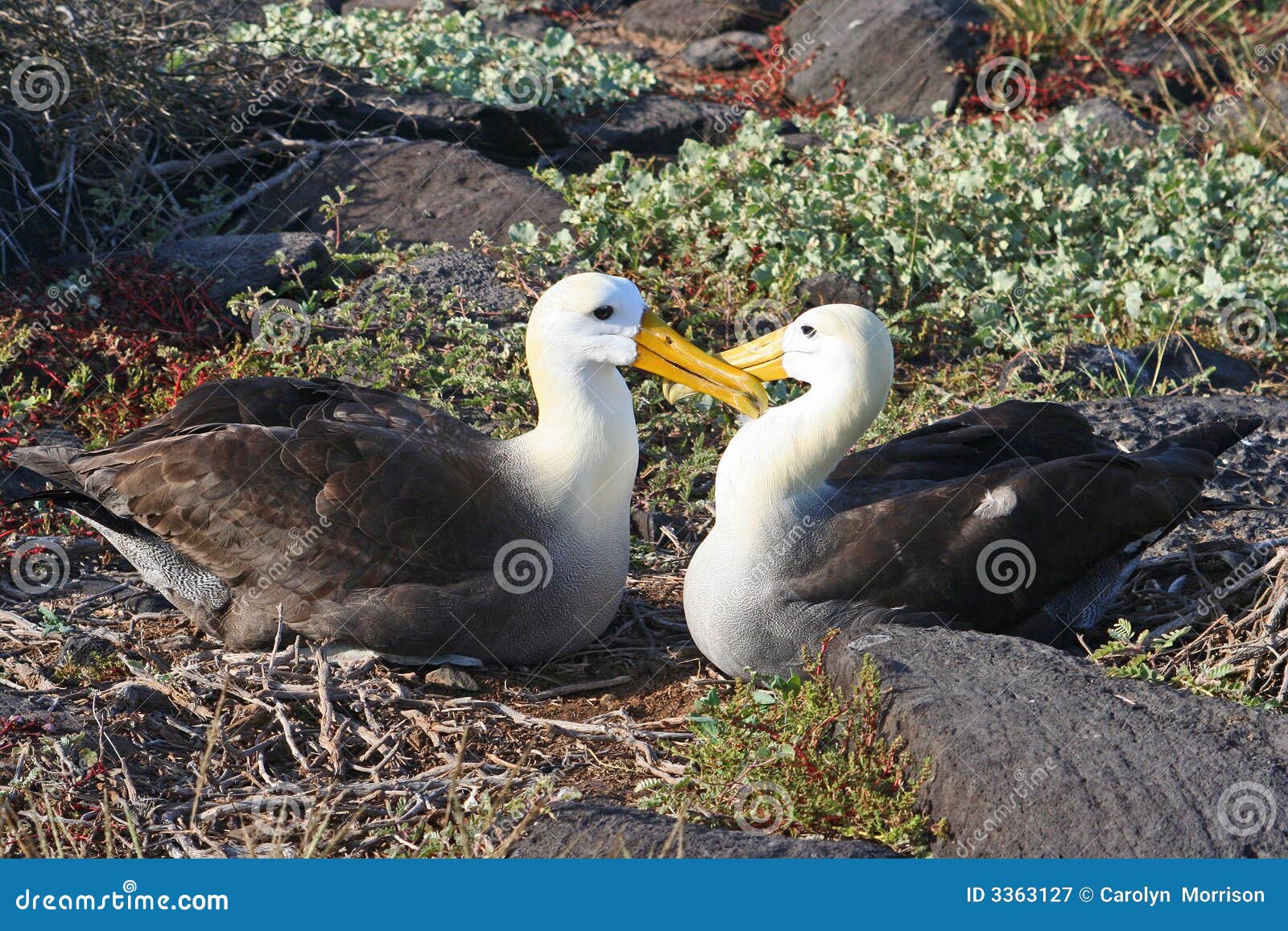 waved albatross