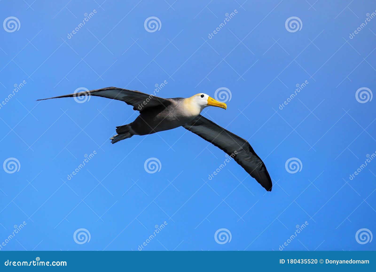 waved albatross in flight on espanola island, galapagos national park, ecuador
