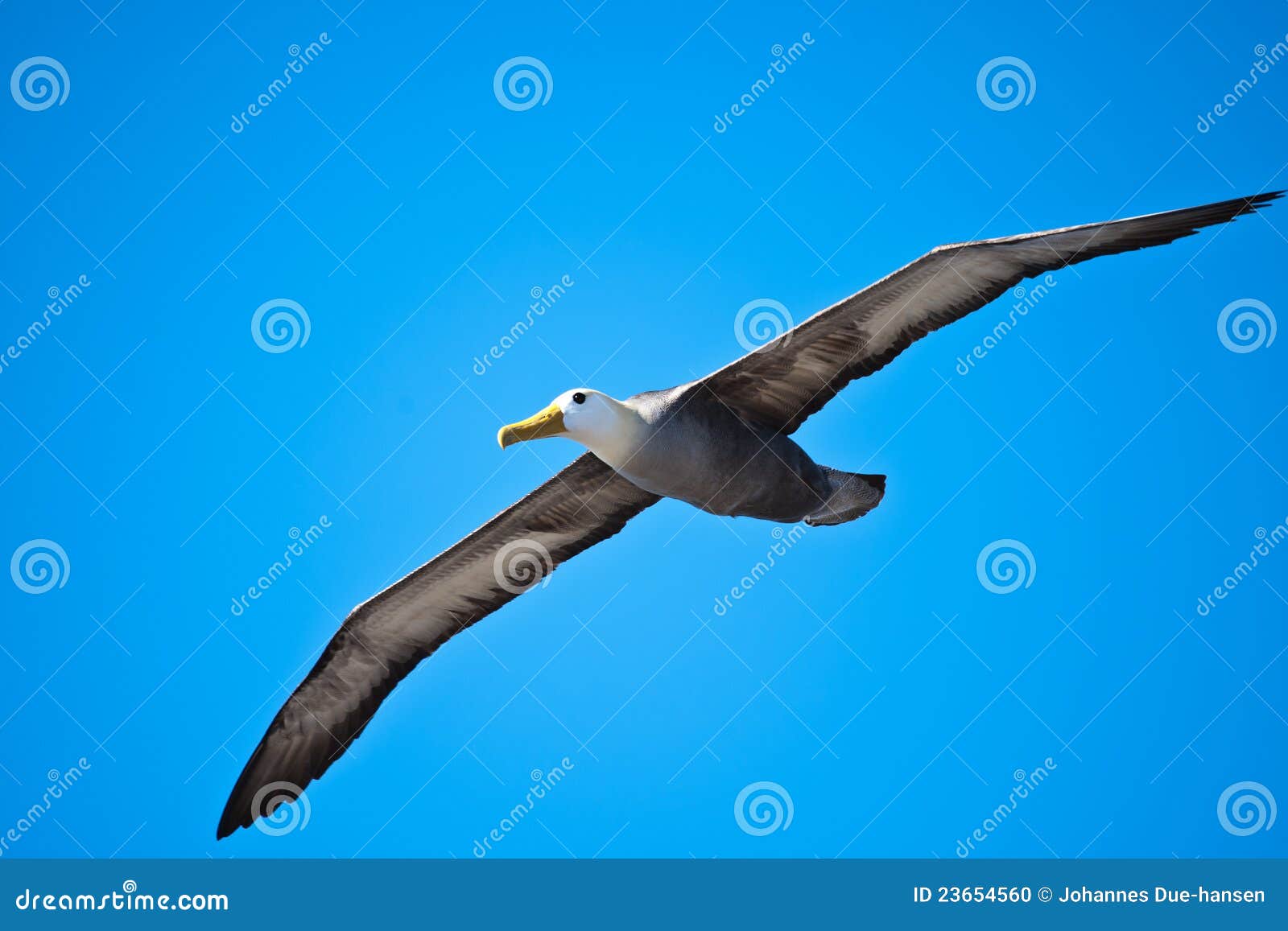 waved albatross in flight at espaÃÂ±ola, gapalagos