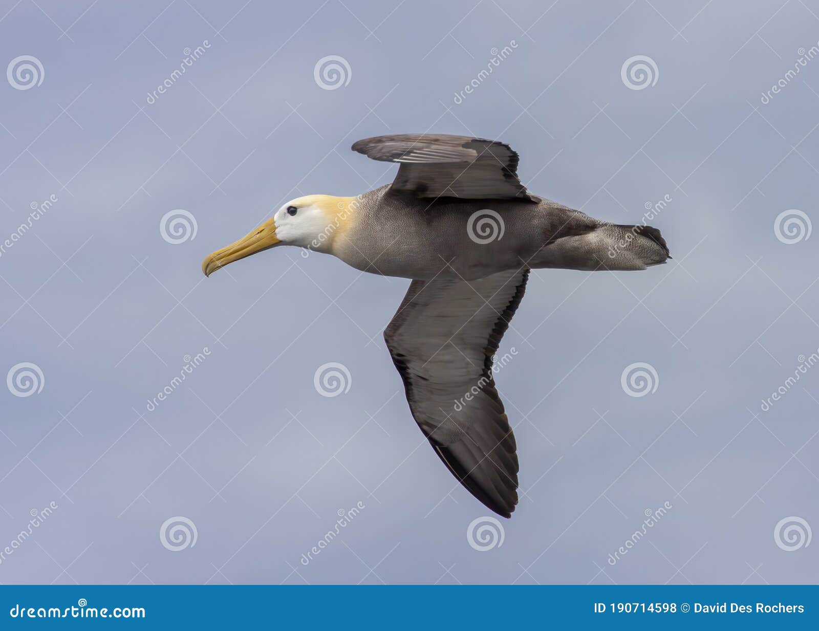 waved albatross in flight, galapagos islands