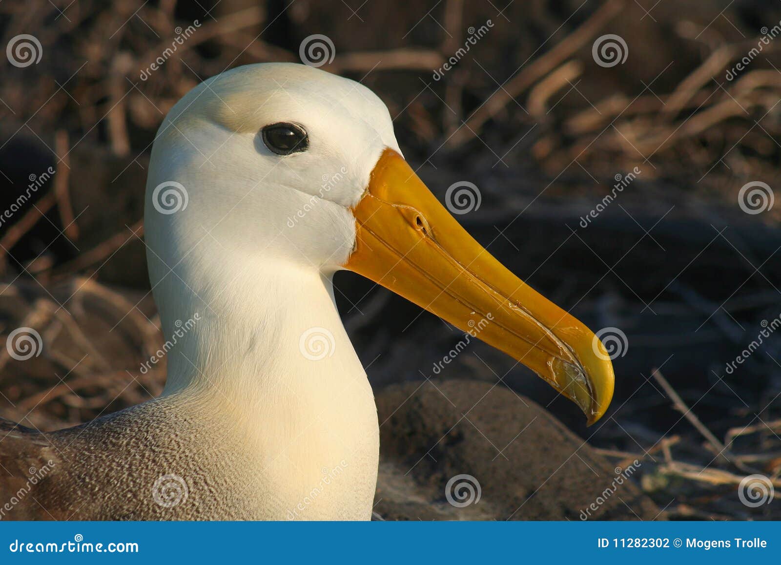 waved albatross, galapagos islands