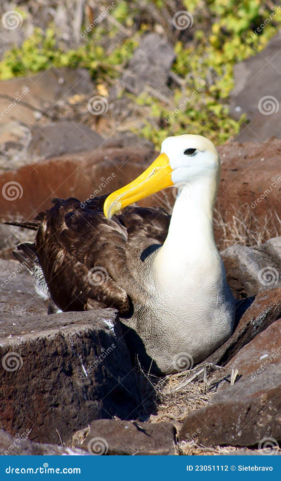 waved albatross nesting on espanola island