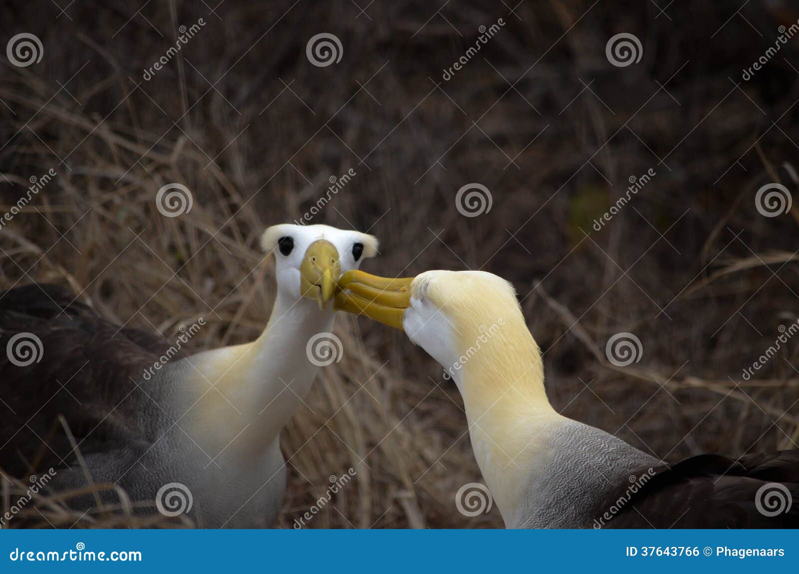 waved albatross (phoebastria irrorata), galapagos islands