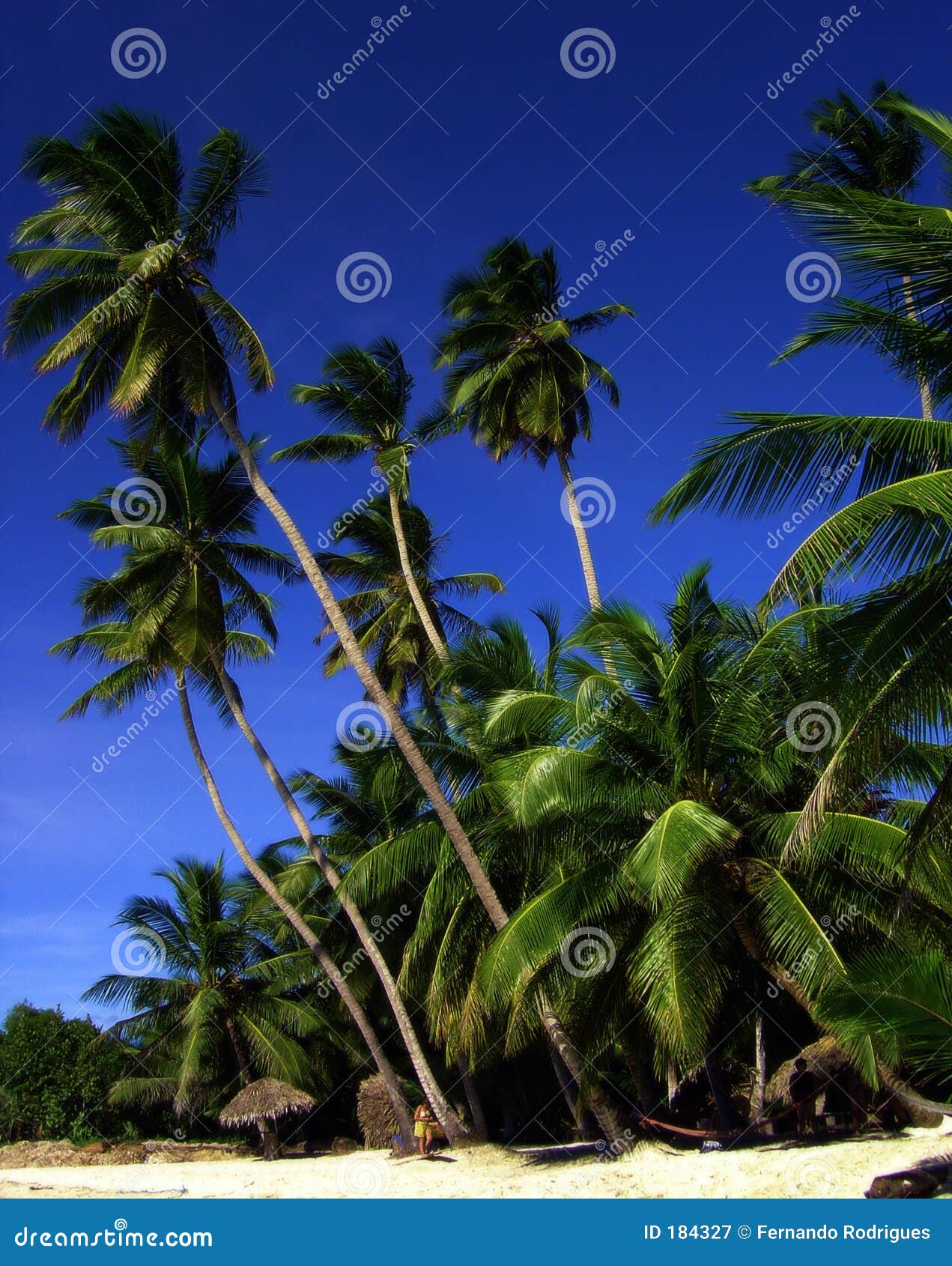 Waving Palms stock image. Image of waving, long, water - 184327