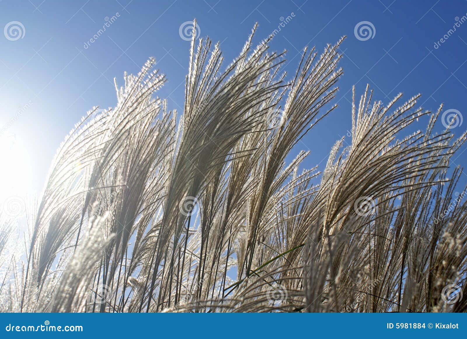waving summer grasses in the sun