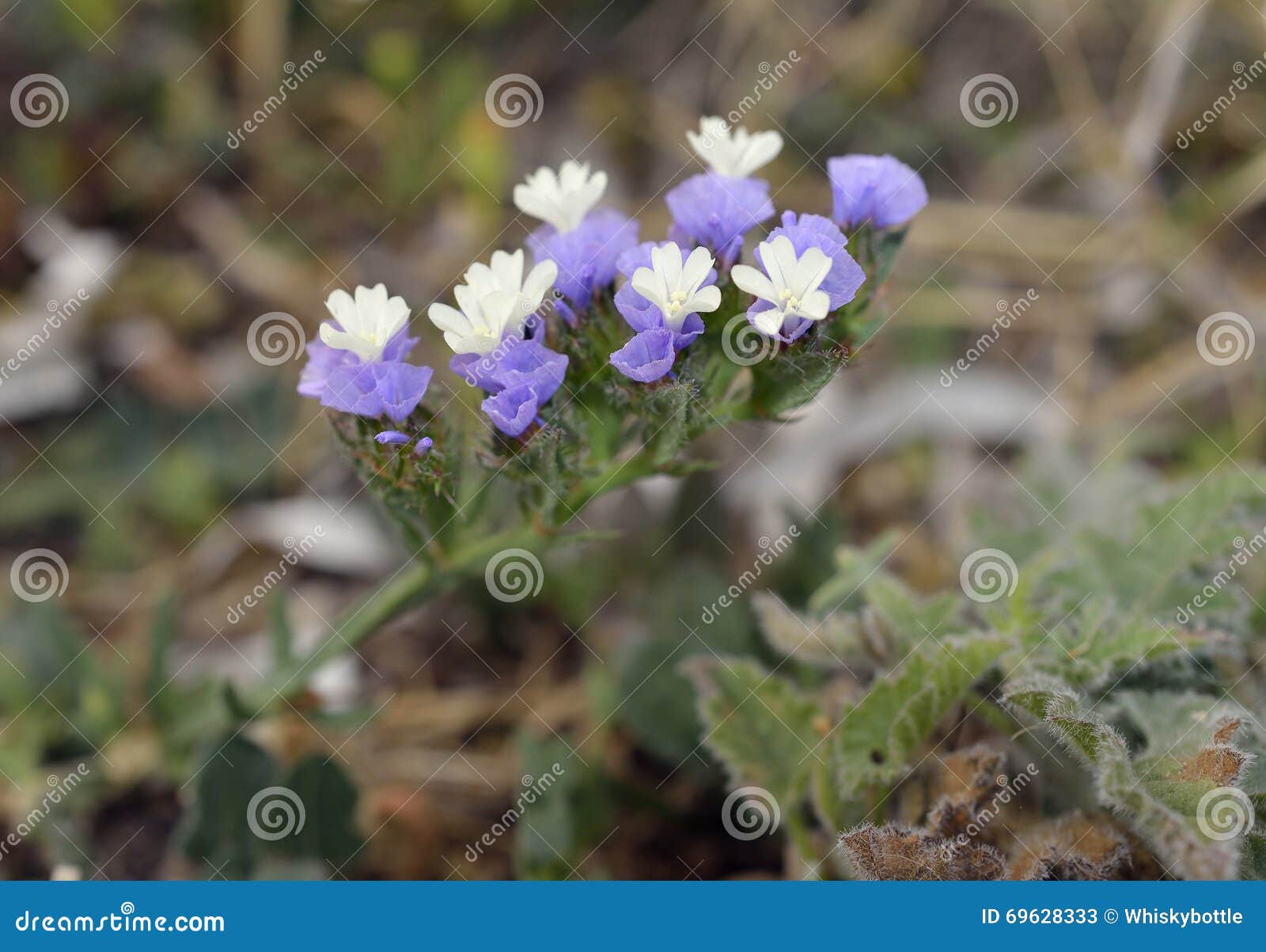 wavy-leaf sea lavender