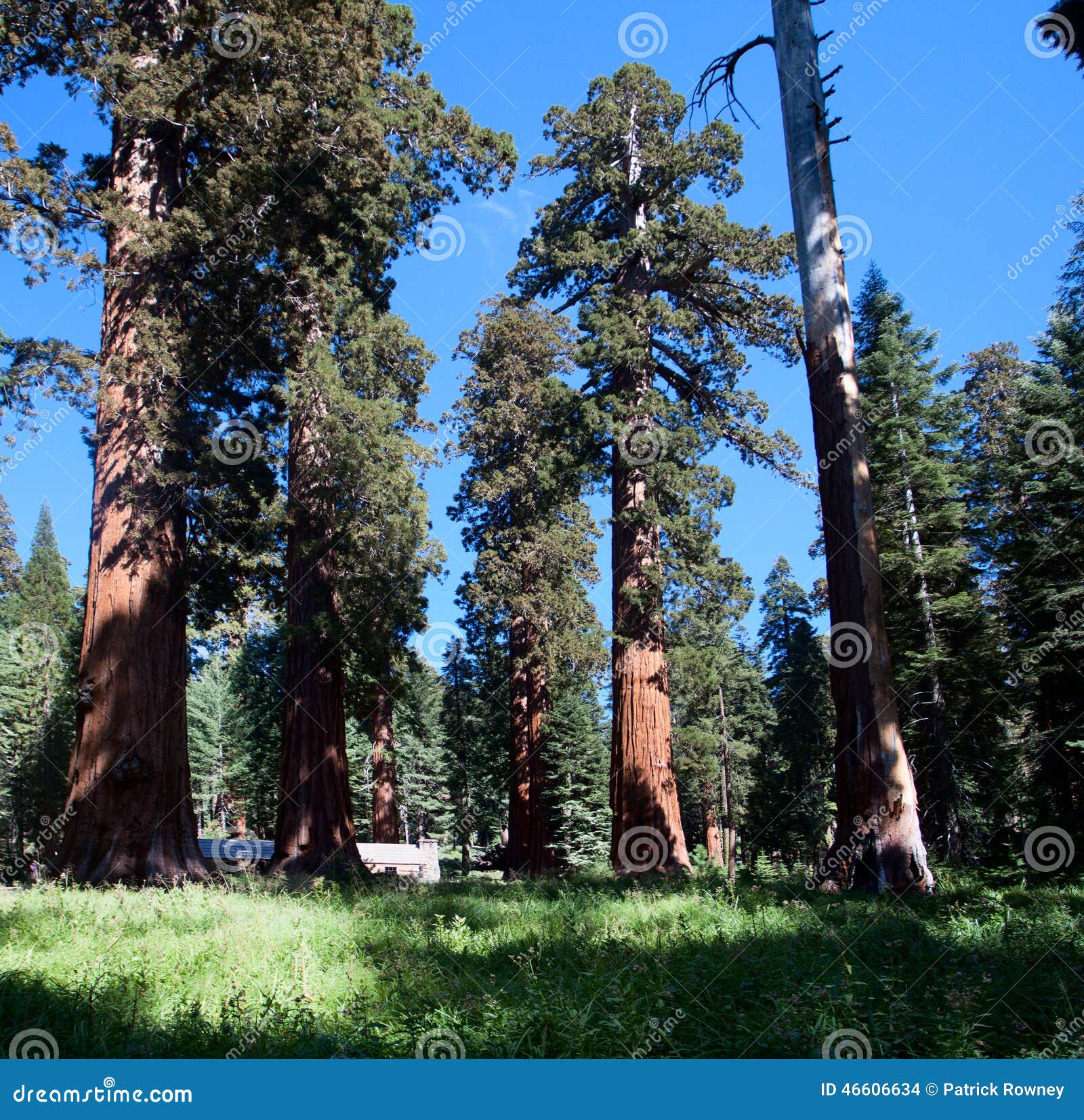 wawona mariposa grove giant redwoods