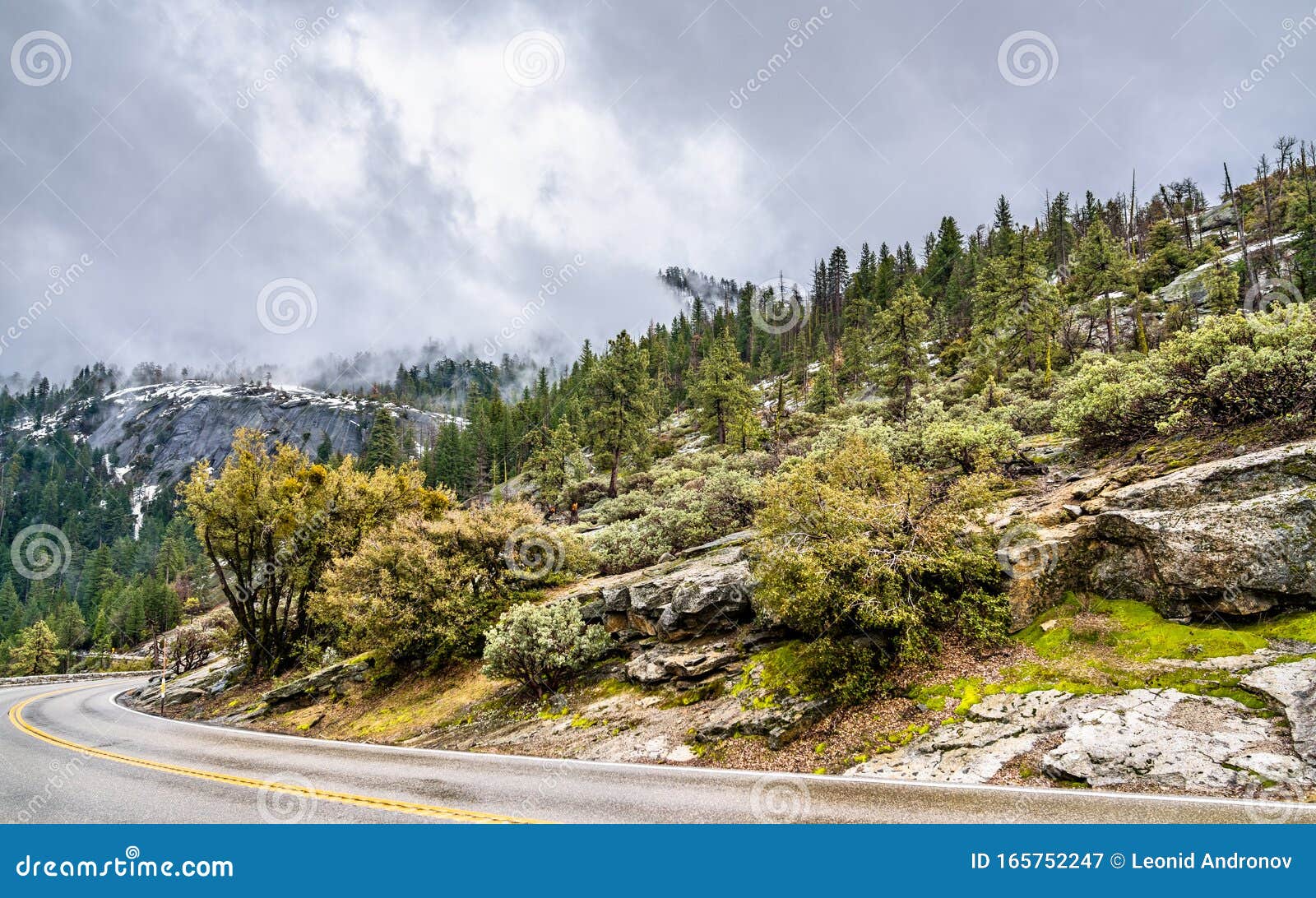 wawona road in yosemite national park, california