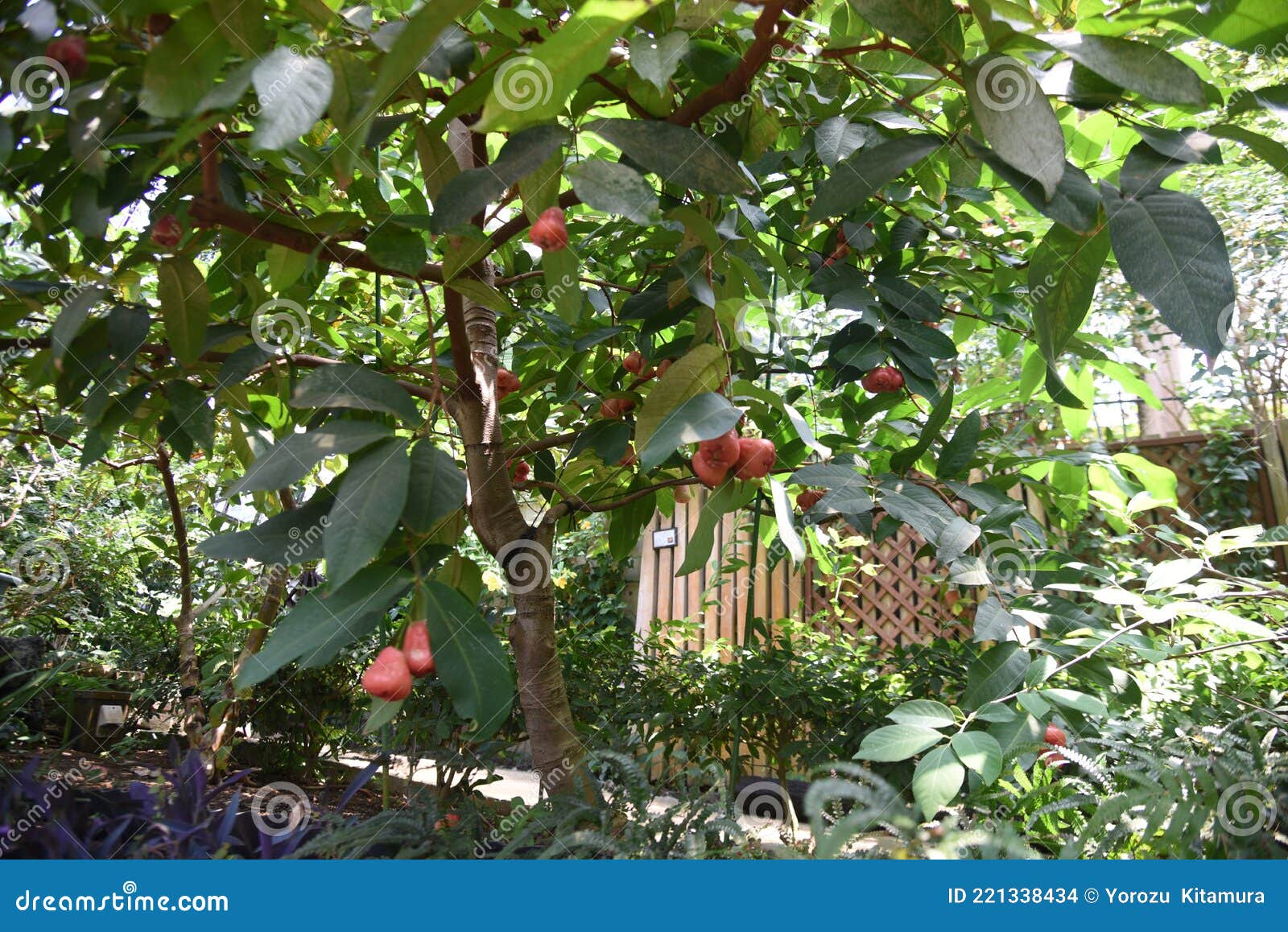 Wax apple fruits. stock photo. Image of garden, bell 221338434